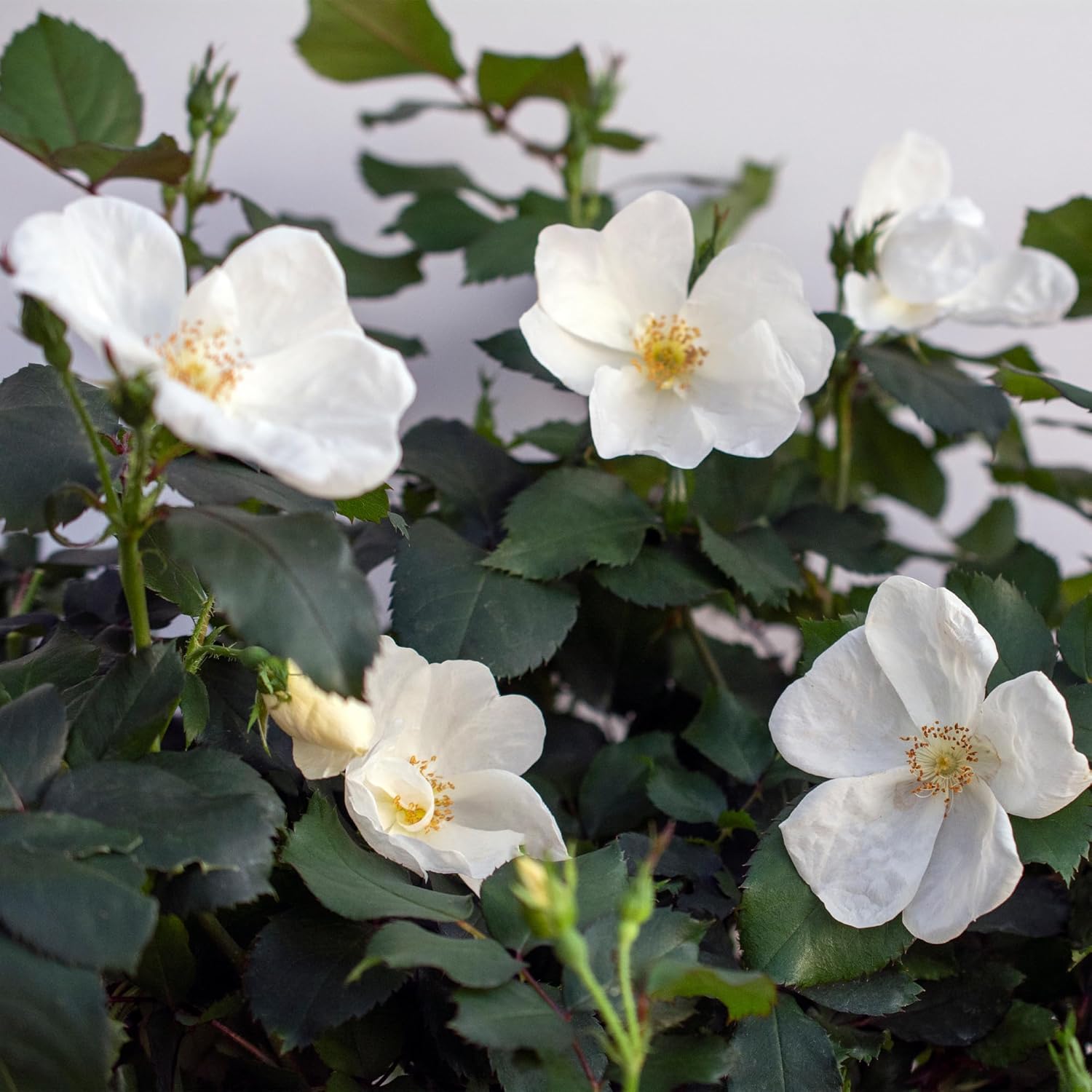 Knock Out 2 Gal. White Rose Shrub