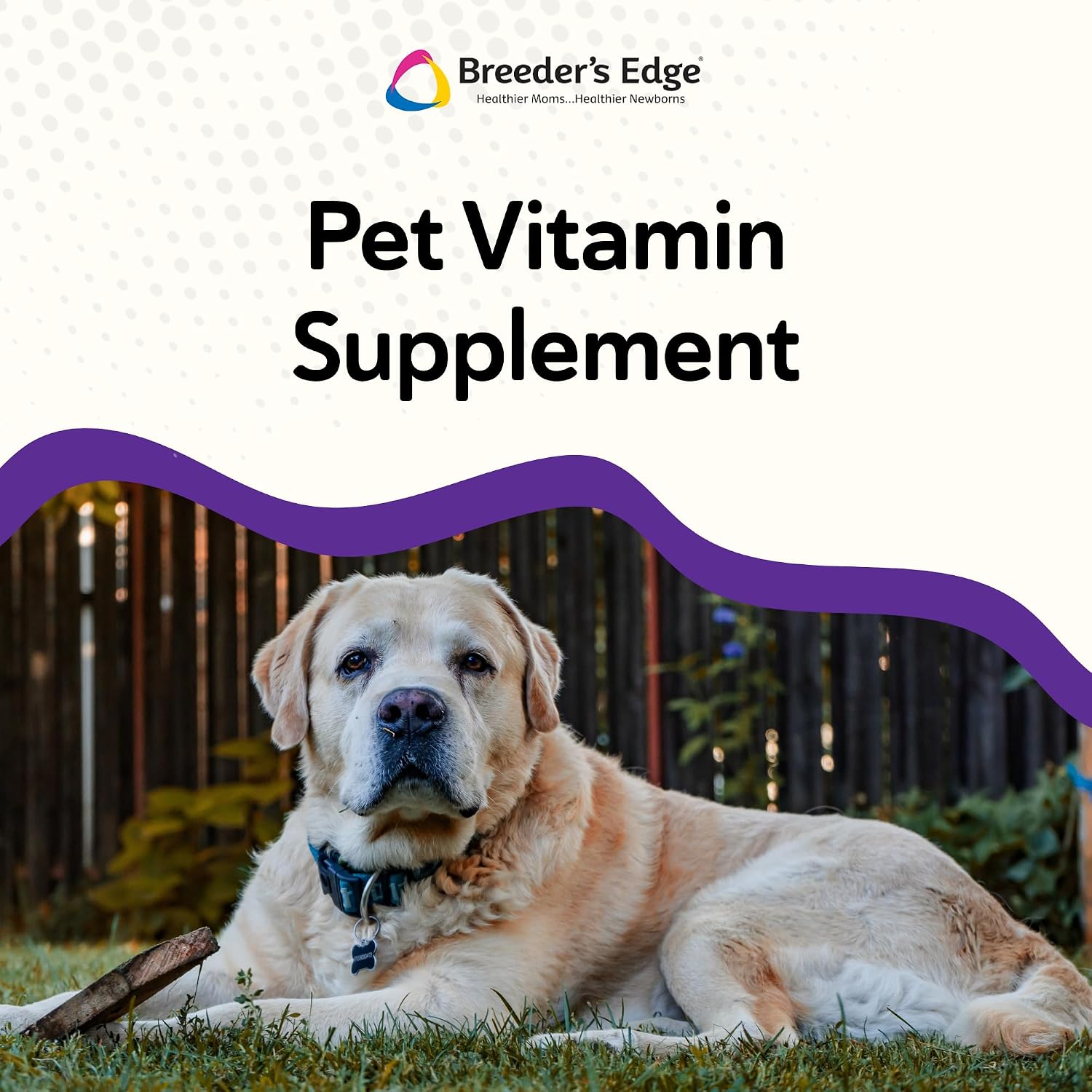 Breeder’s Edge B Strong Powder, B-Complex Vitamin Supplement for Dogs and Cats, Supports Reproductive Health, Promotes Normal Heat Cycles, and Helps Maintain Energy, 300g