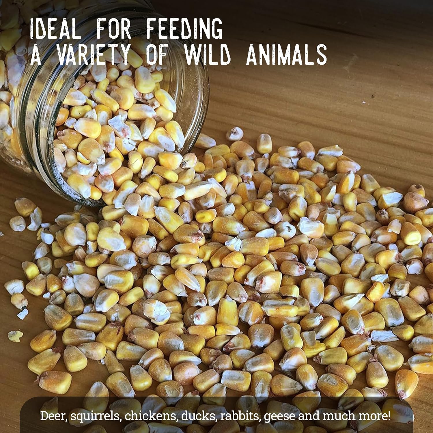 Ernst Grain & Livestock Whole Corn – Perfect Feed for Deer, Squirrels, Chickens, Ducks, Rabbits, Geese, and More! (46 Pound)