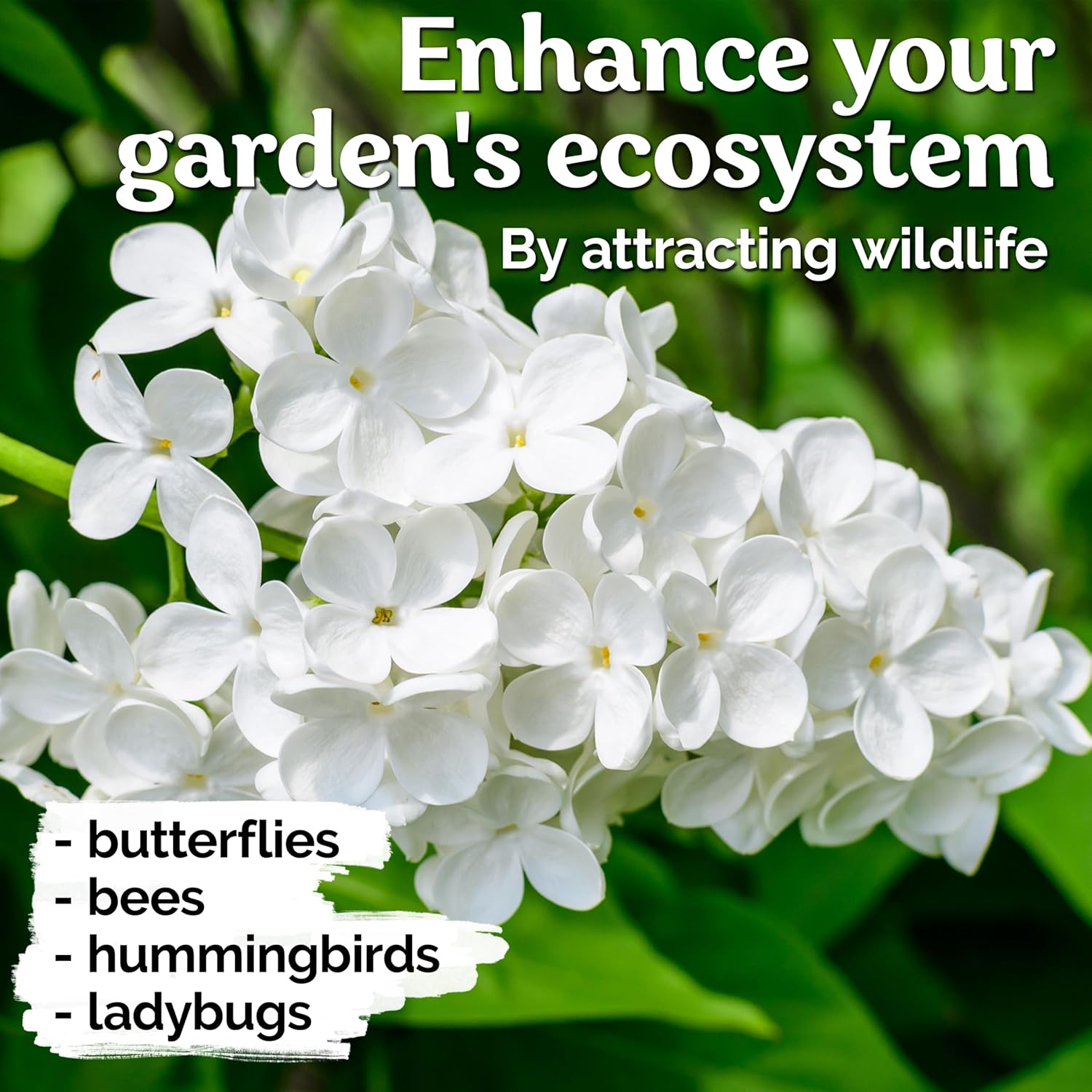 60 White Japanese Lilac Seeds (Syringa reticulata) – Extremely Fragrant, Perennial Flowering Plant