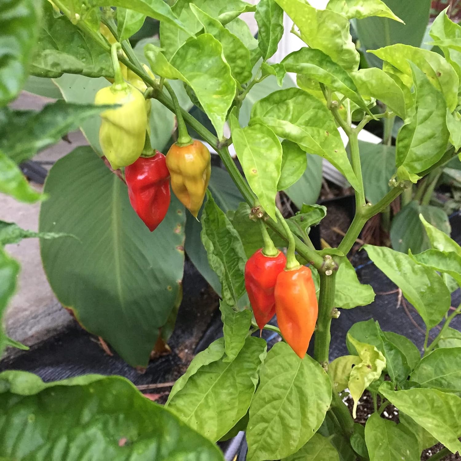 Sweet Datil Pepper - 20 Seeds (Capsicum Chinense) - From St. Augustine, Florida.