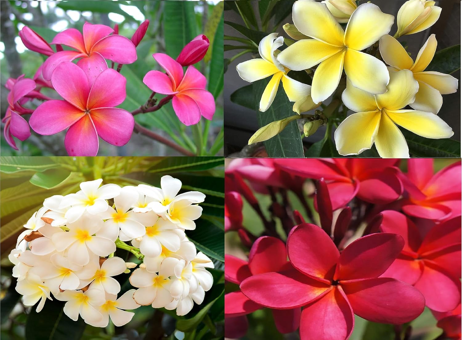 4 Hawaiian Plumeria Plants Mixed Colors Red, Yellow, Pink, White | Perennial Fragrant Blooms Indoor Outdoor Plants - Easy to Root