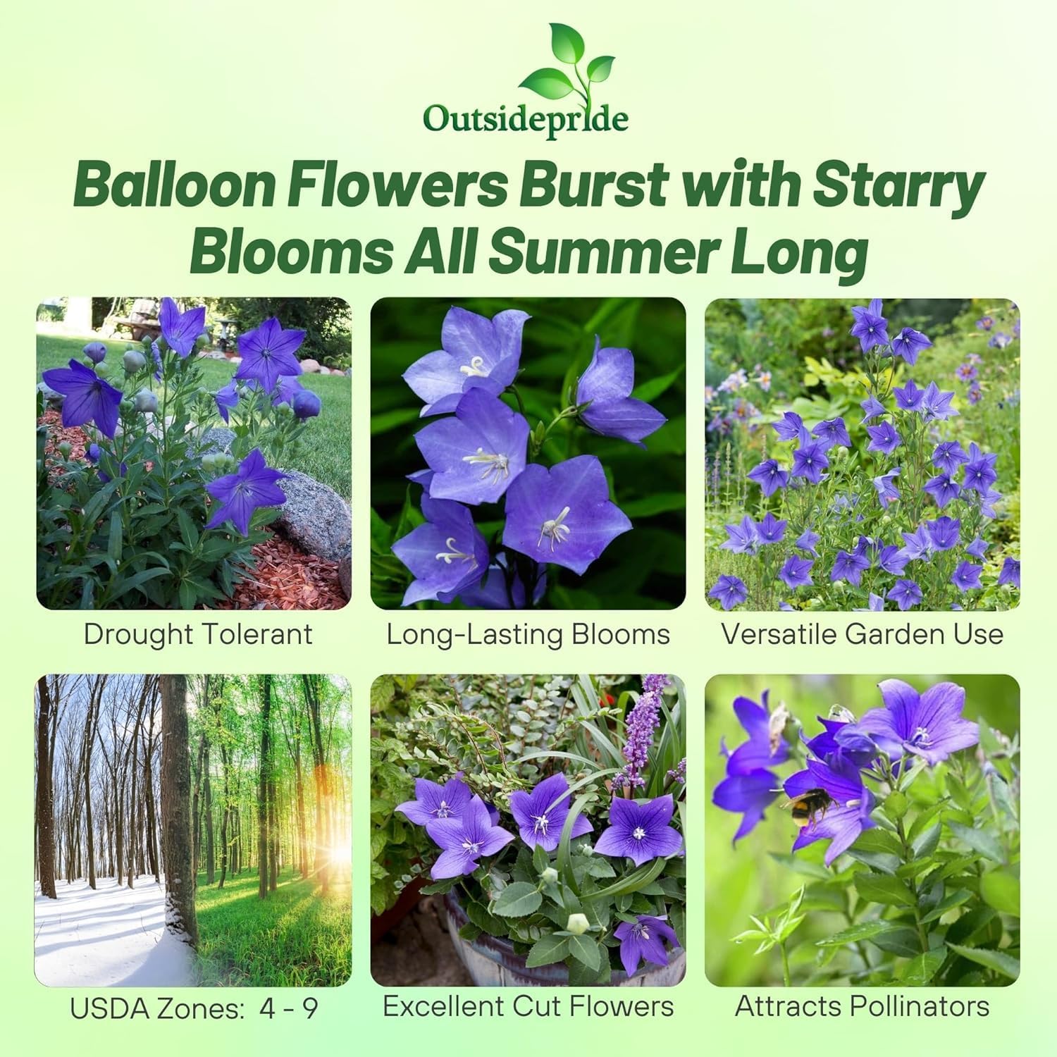 Outsidepride Blue Balloon Flower Seeds for Planting – 1000 Pcs Perennial, Drought-Tolerant, Easy to Grow, Low Maintenance, Pollinator-Friendly, Star-Shaped Blooms for Outdoor Gardens and Borders