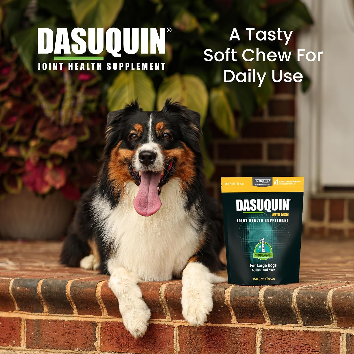 Nutramax Dasuquin MSM Joint Supplement for Large Dogs, Soft Chews, 84ct | Glucosamine and Chondroitin, ASU, MSM, Supports Healthy Joints, For Dogs Over 60 lbs, All Ages, Soft Chews