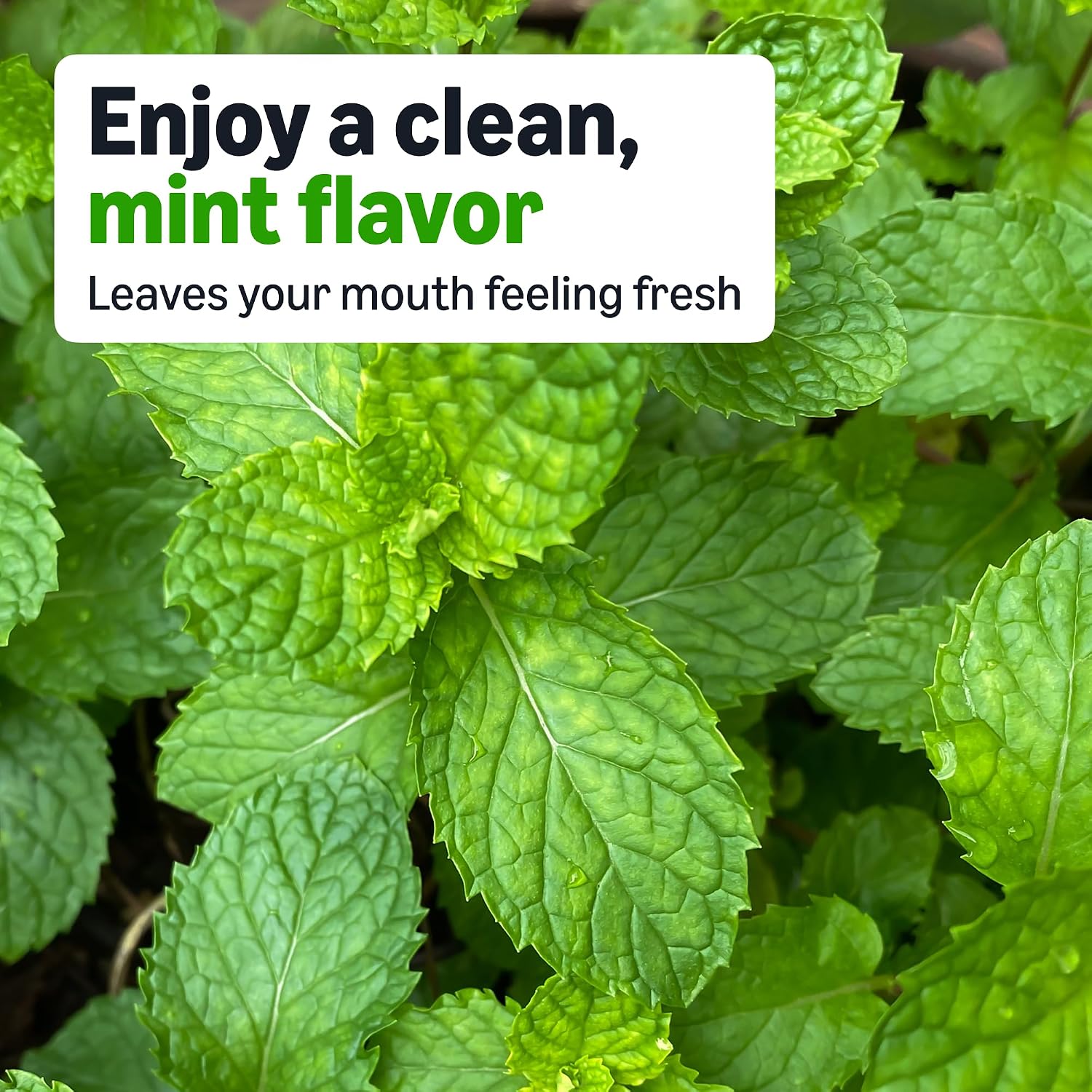 Amazon Basics Mini Nicotine Polacrilex Lozenge, 2 mg (Nicotine), Mint Flavor, 135 Count, (Previously Amazon Basic Care)