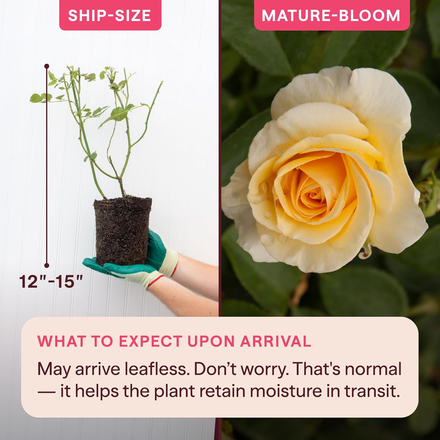 Heirloom Floribunda Roses, Live Own Root Plant, Julia Child™ | Moderately Fragrant, Hardiness Zones: 6-10, Continual Blooming,For Outdoor Gardens, Planters, and Pots