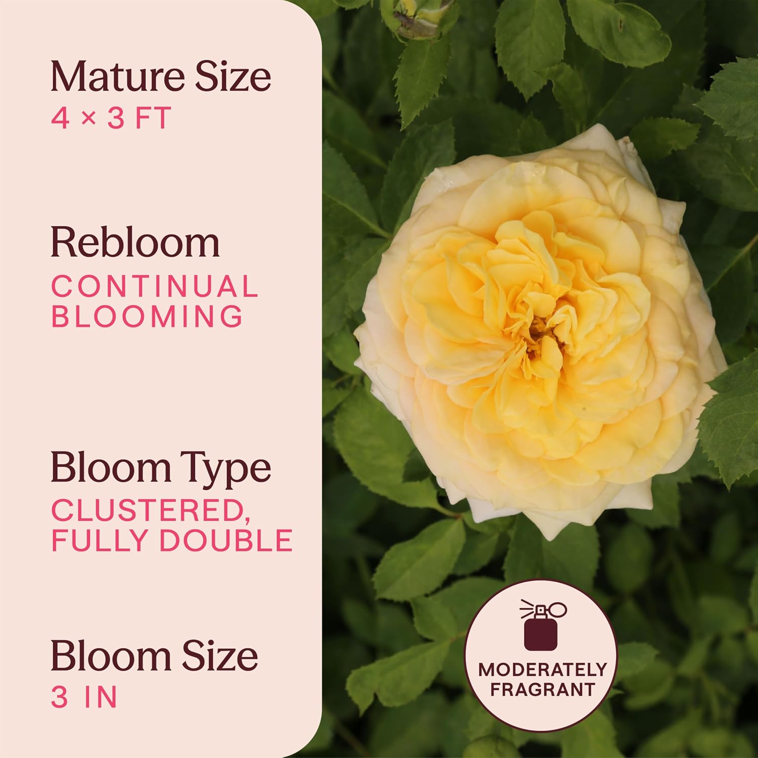 Heirloom Floribunda Roses, Live Own Root Plant, Julia Child™ | Moderately Fragrant, Hardiness Zones: 6-10, Continual Blooming,For Outdoor Gardens, Planters, and Pots