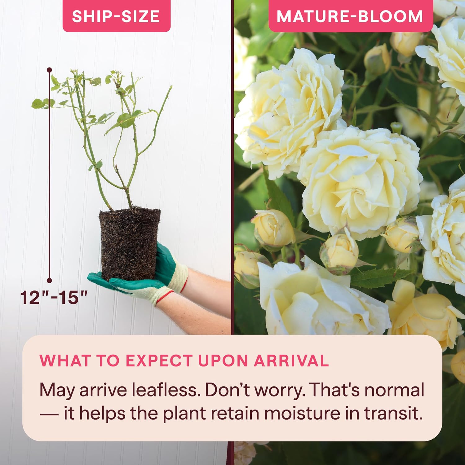 Heirloom Floribunda Roses, Live Own Root Plant, Julia Child™ | Moderately Fragrant, Hardiness Zones: 6-10, Continual Blooming,For Outdoor Gardens, Planters, and Pots