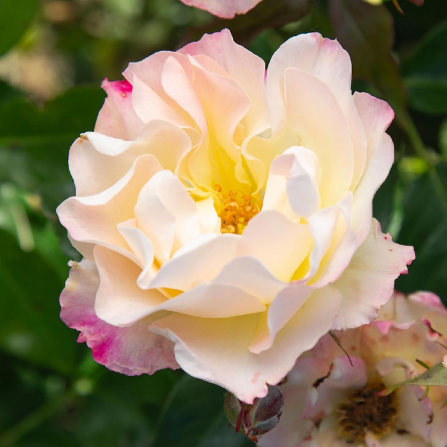 Heirloom Floribunda Roses, Live Own Root Plant, Julia Child™ | Moderately Fragrant, Hardiness Zones: 6-10, Continual Blooming,For Outdoor Gardens, Planters, and Pots