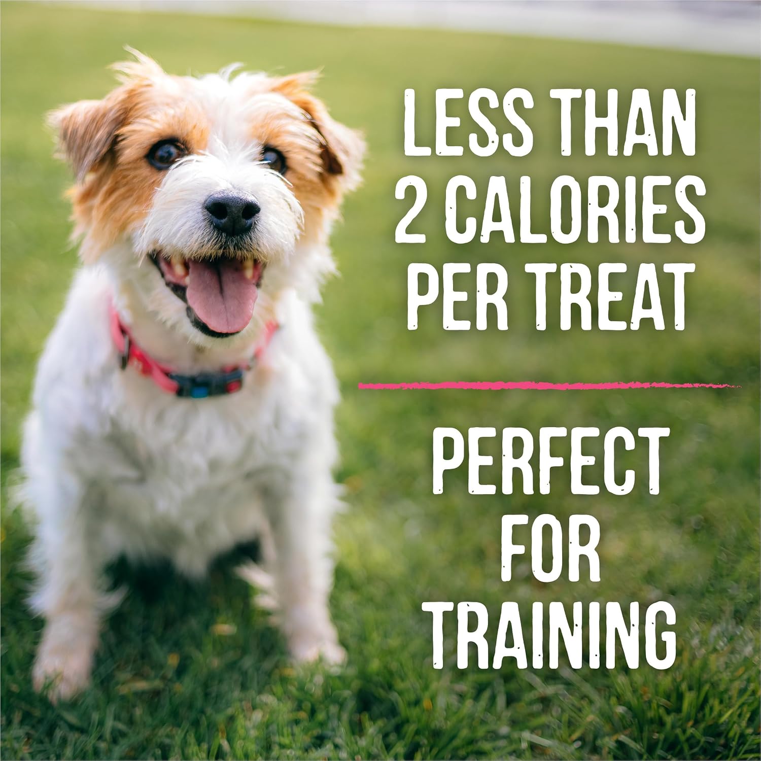 Merrick Lil’ Plates Grain Free Small Dog Treats, Natural Training Treats For Small Dogs, Small Salmon Recipe - 5 oz. Pouch
