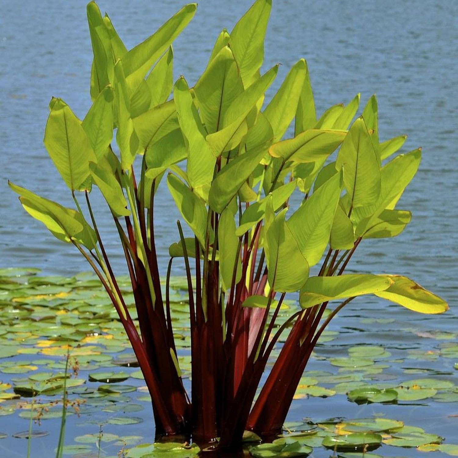 ‘Black Magic’ Taro, a Great Live Pond Plant for Your Water Garden. Filters The koi and Goldfish Pond. Good for Bogs