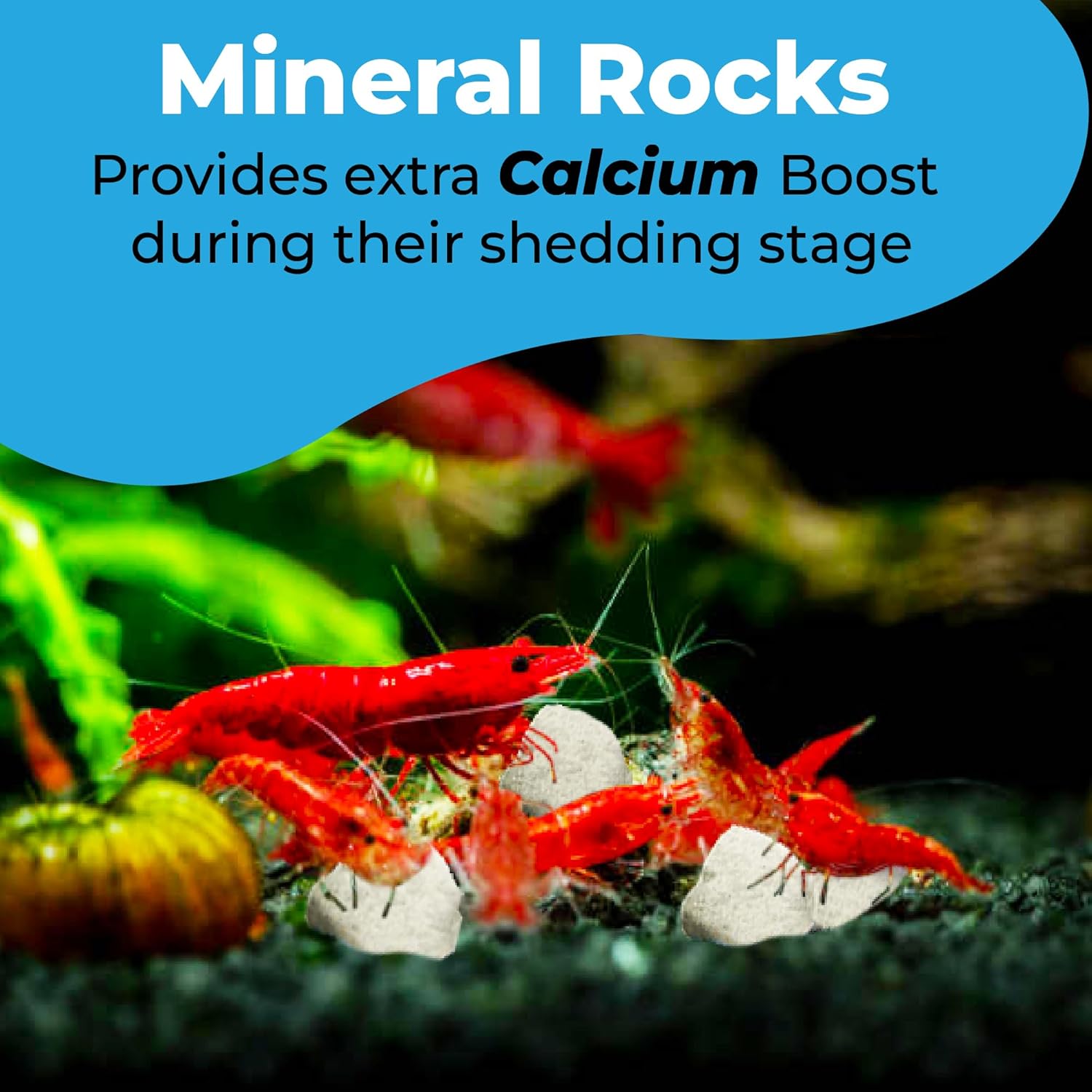 JOR Water Conditioner Calcium Rocks for Baby Shrimps, Isopods, and Crayfish, Enhances Pet Color, Provides Hideout, Breeding Spot