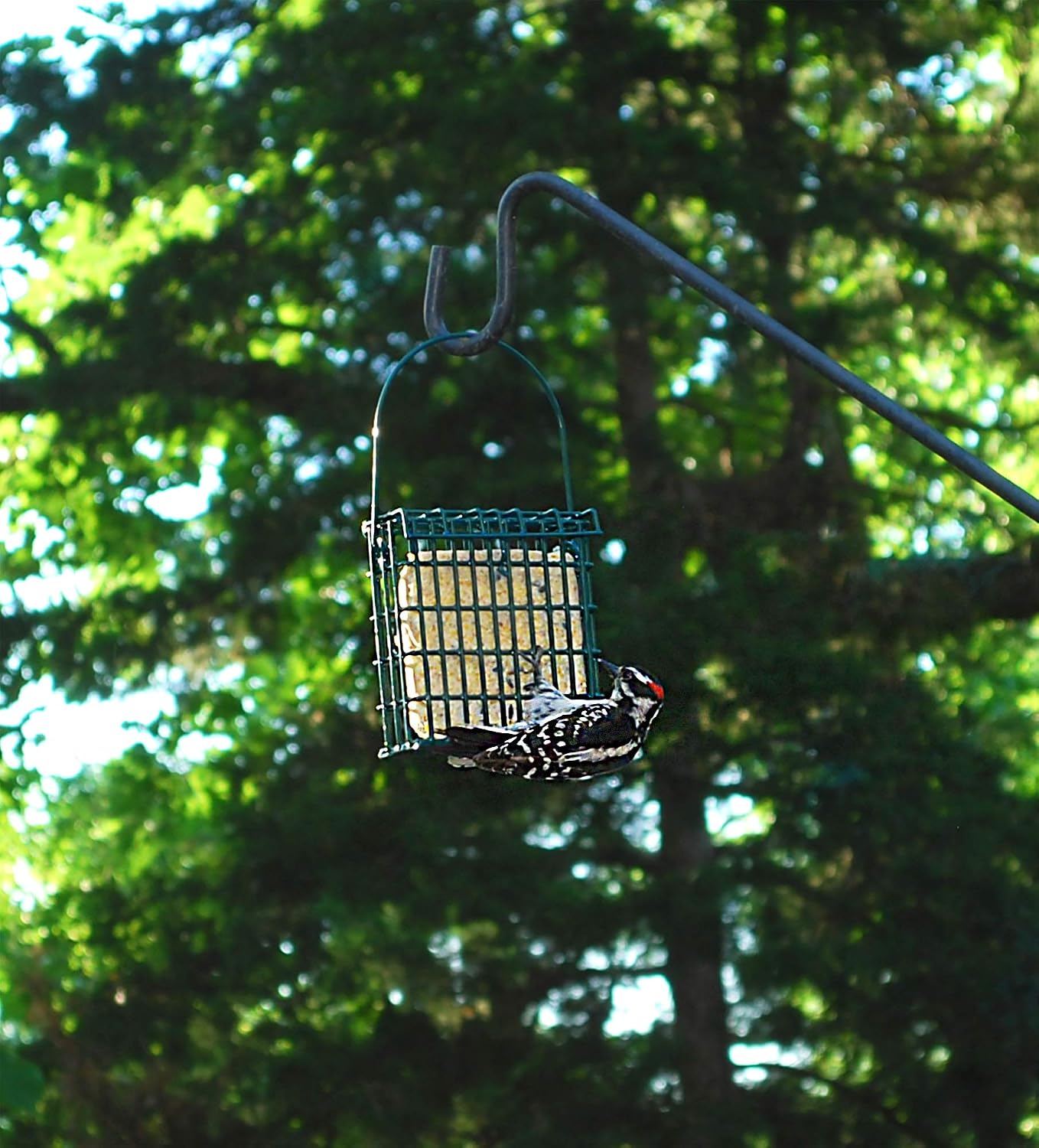 Suet Plus Zesty Orange Suet 12 Pack