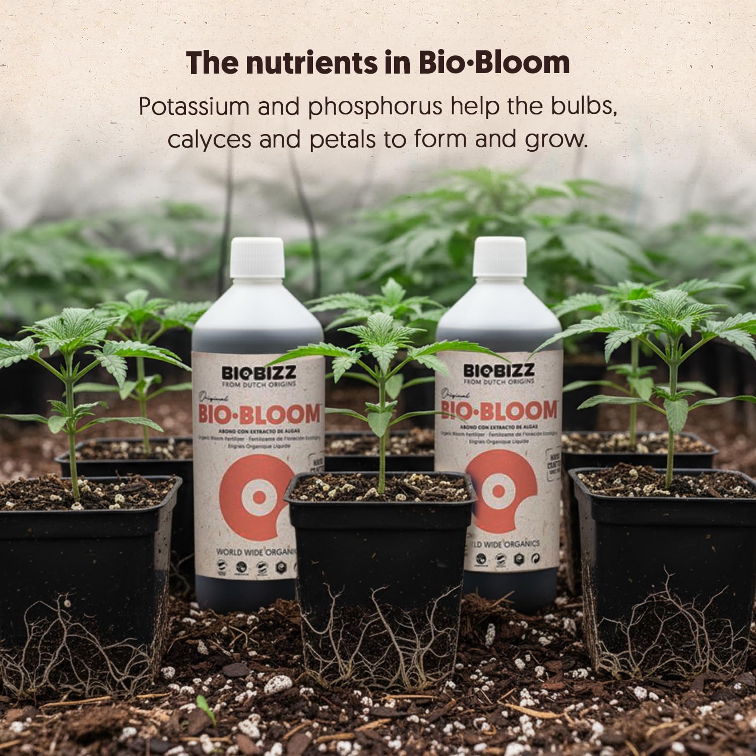 BioBizz 1L Bio-Bloom Liquid Fertiliser - Certified Organic Bloom Feed with Natural Sugar Beet Extract - Promotes Flowering, Fruiting & Resin Production - for Soil, Coco & Hydroponics