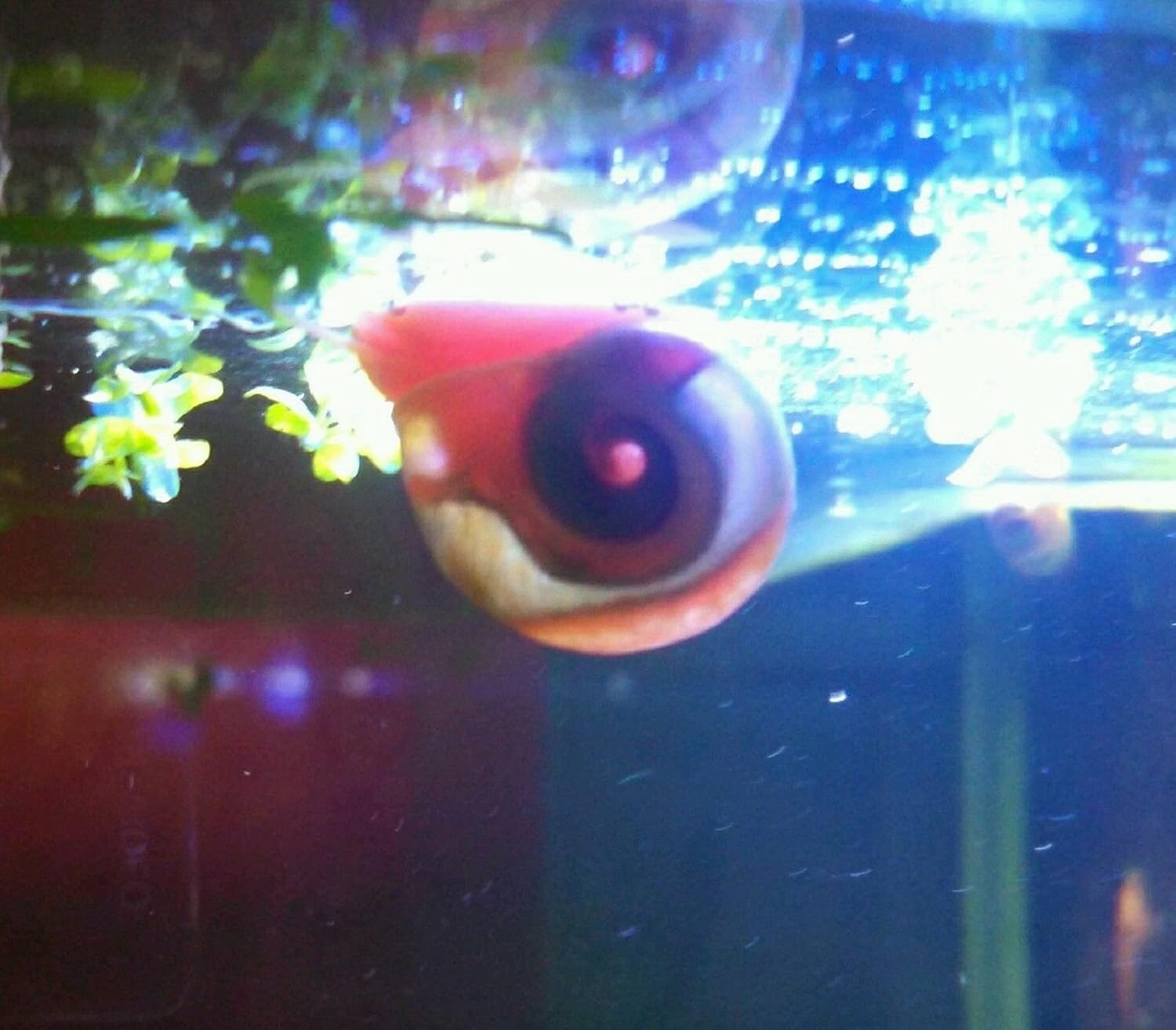 9+ Live Ramshorn Snails Aquarium or Pond, Algae Clean Up! Shipped Daily!