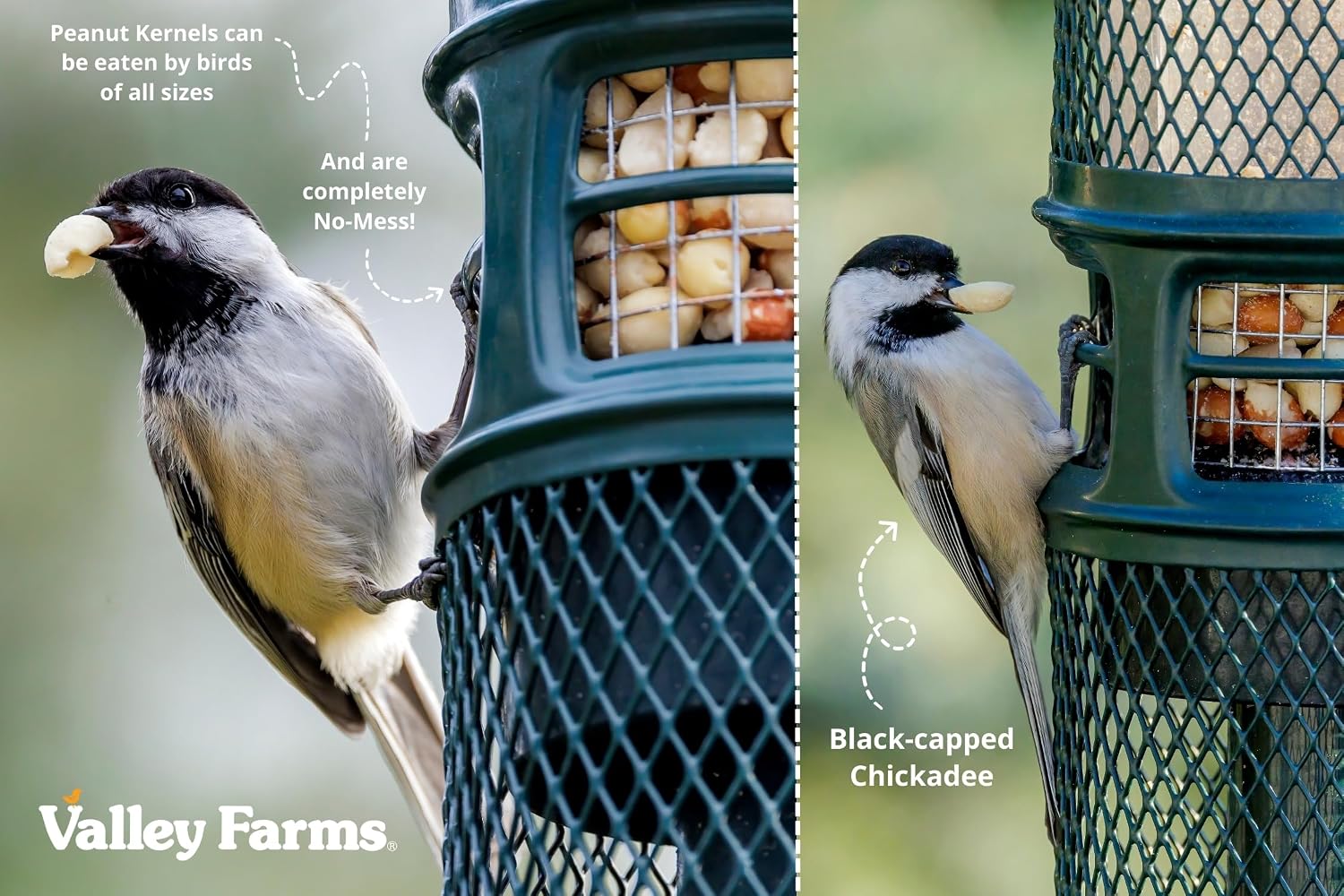 Valley Farms Whole Peanut Kernels (4 LB) Wild Bird Food for Outside Feeders, Peanuts for Birds, Chickadee Bird Seed for Outside Feeders