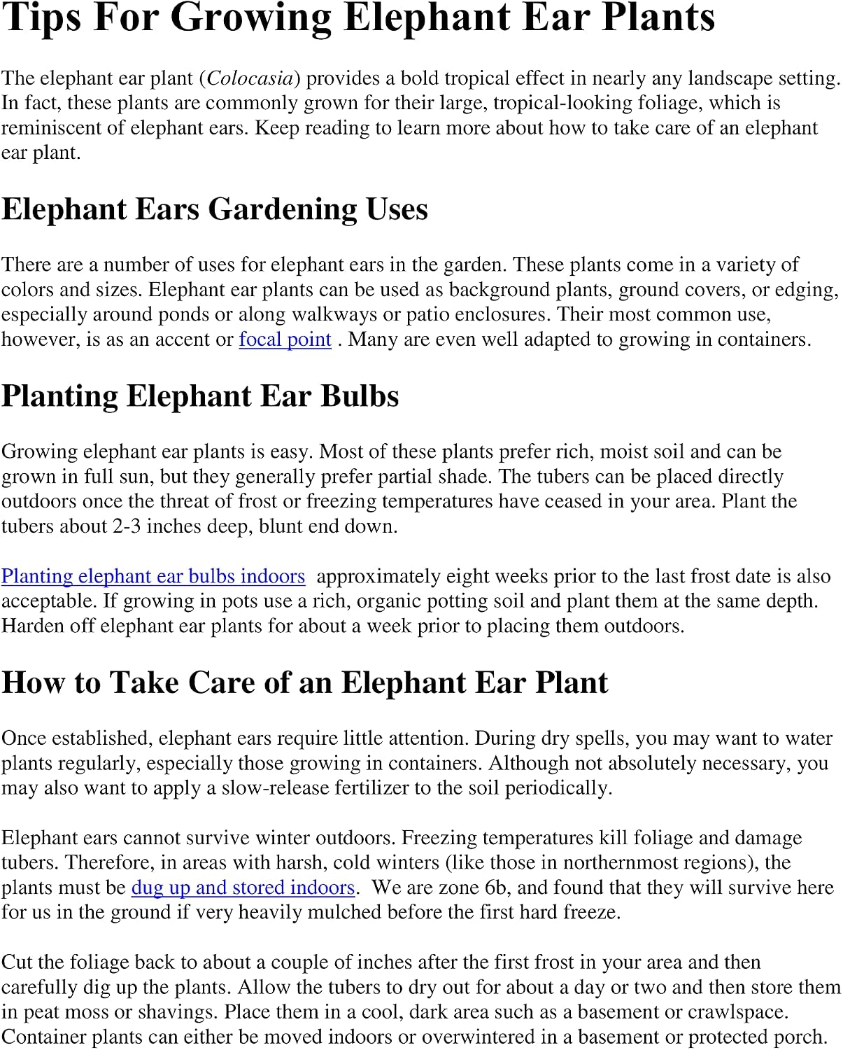 3 Upright Elephant Ear Bulbs- (Giant Upright)