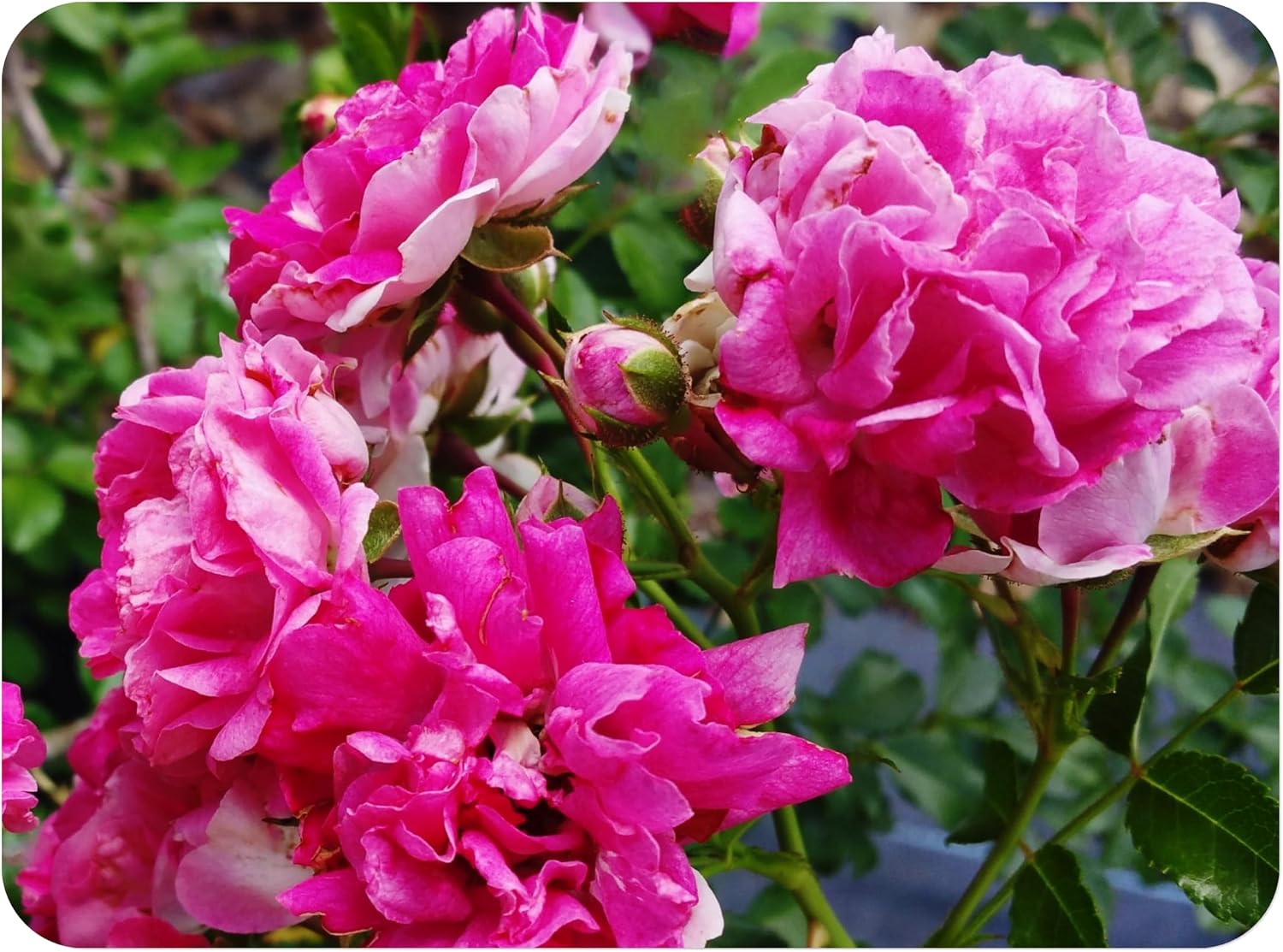 Seven Sisters Climbing Rambler Rose - Antique Heirloom Rosa Hybrid - Live Plant - Fragrant Spring Bloom - Double Pink Flower - Emerald Goddess