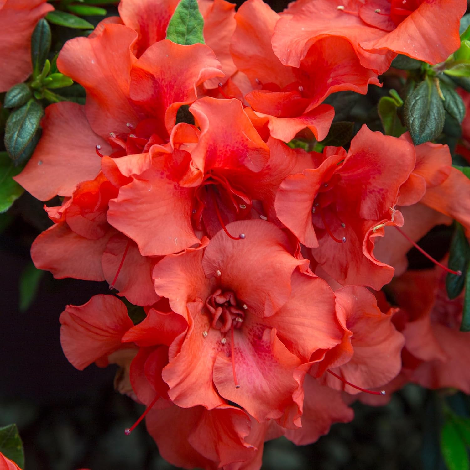 Encore Azalea Embers Azalea, 2 Gal, Red