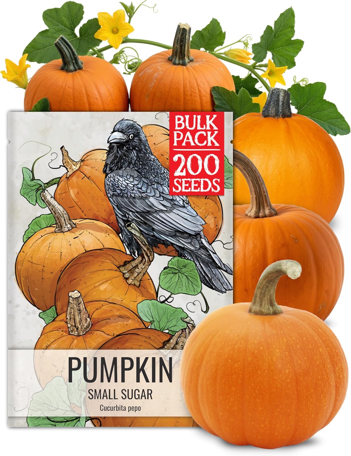 Seed Needs Pumpkin Seeds to Plant 100 Seeds Spooky Mix Non GMO Bulk Pack