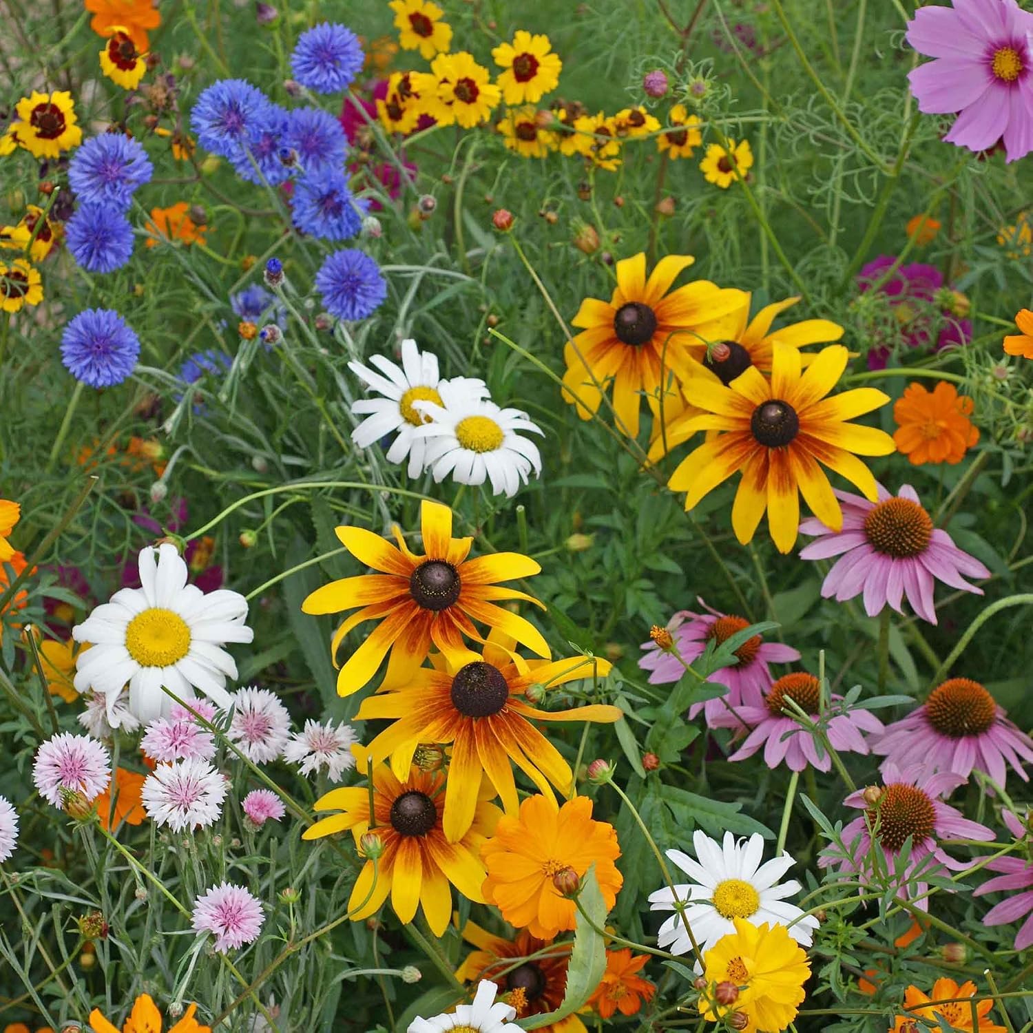 Eden Brothers All Perennial Wildflower Mixed Seeds for Planting, 1 lb, 480,000+ Seeds with Lupine, Shasta Daisy | Attracts Pollinators, Plant in Spring or Fall, Zones 3, 4, 5, 6, 7, 8, 9, 10