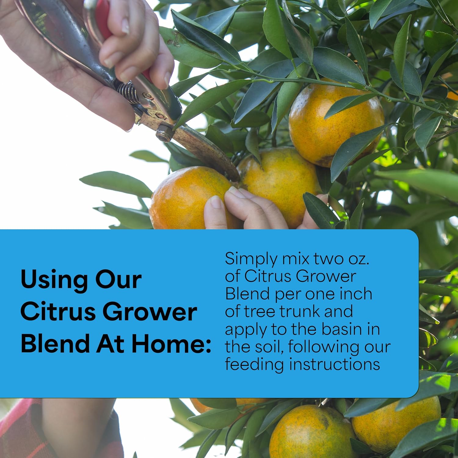 Grow More Citrus Grower Blend (1.7-0-0) - 20oz of Organic Citrus Fertilizer for Potted Trees with Chelated Micronutrient - Improves Taste, Color