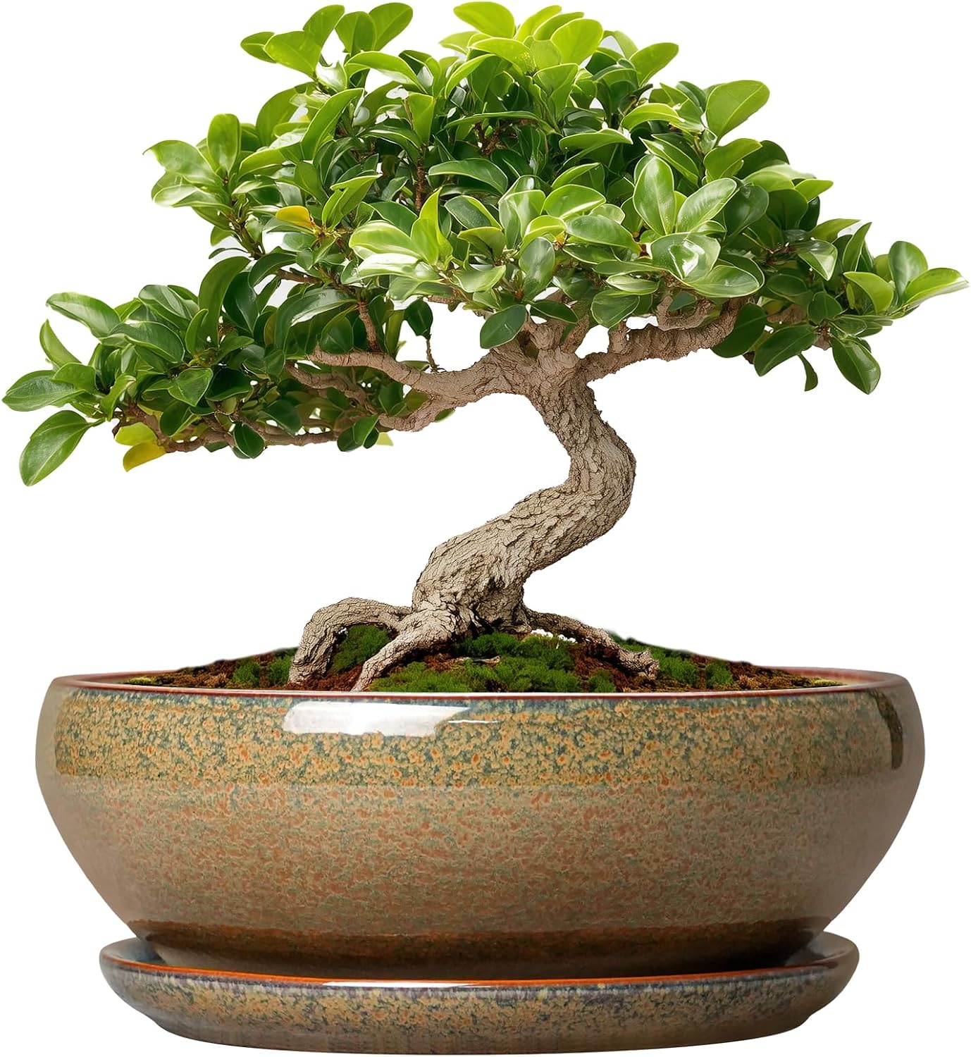 SQOWL 7 Inch Round Ceramic Succulent Planter Pot Drip Glazed Shallow Planter with Drainage Bamboo Tray for Indoor Plants