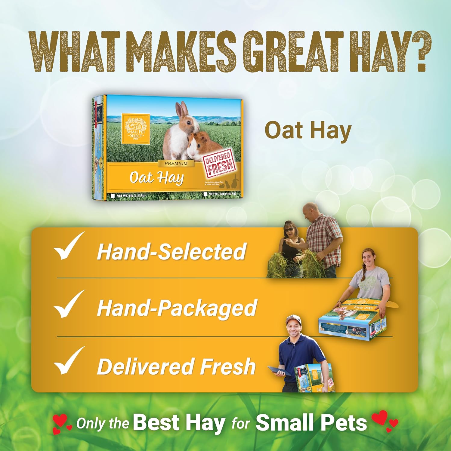 Small Pet Select Oat Hay for Rabbits, Guinea Pigs & Chinchillas, 10 lb | Natural Grass Hay with Seed Heads, High Fiber Forage, For Bunnies, Hamsters, Chinchillas & Other Small Pets
