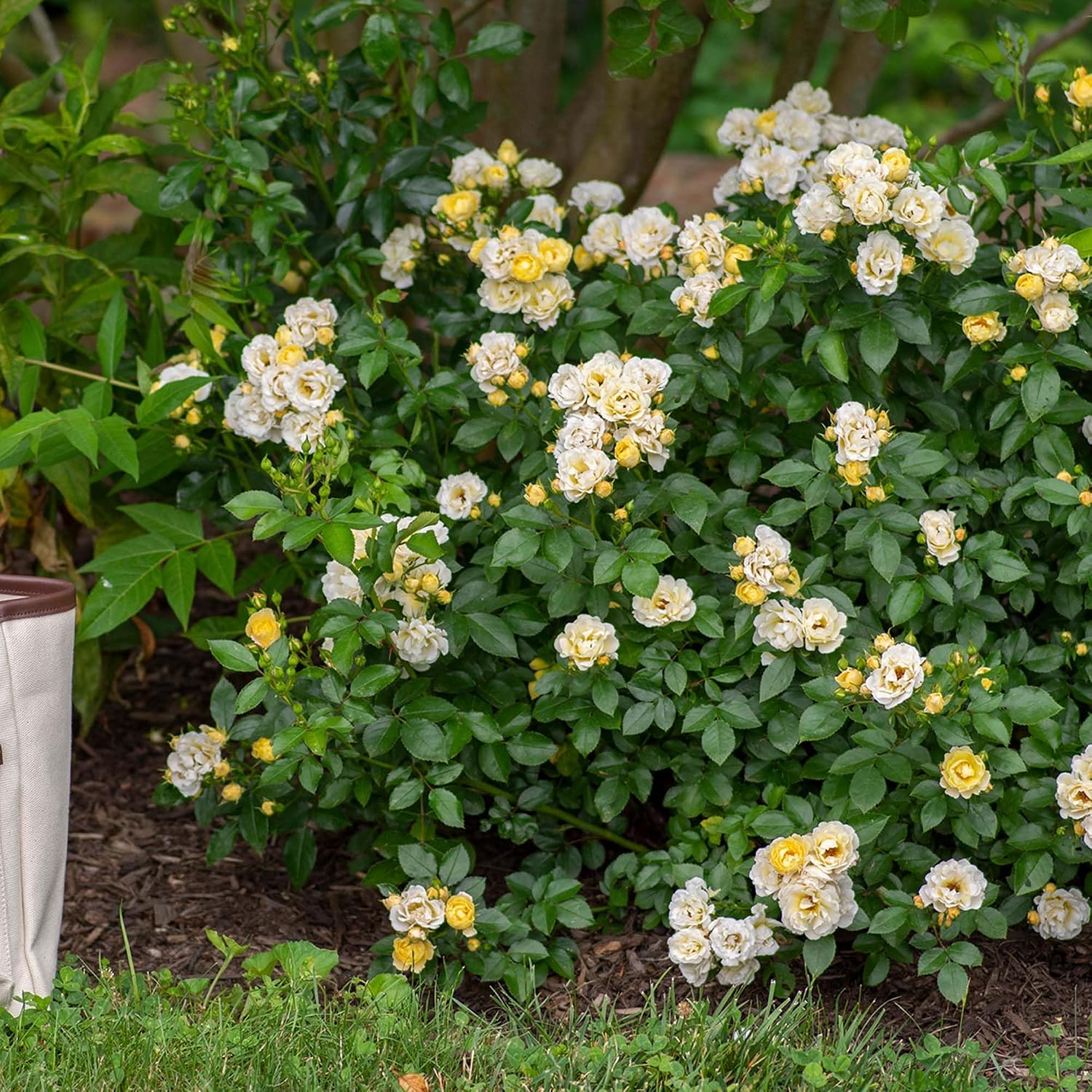 Popcorn Drift Rose 1 Gallon