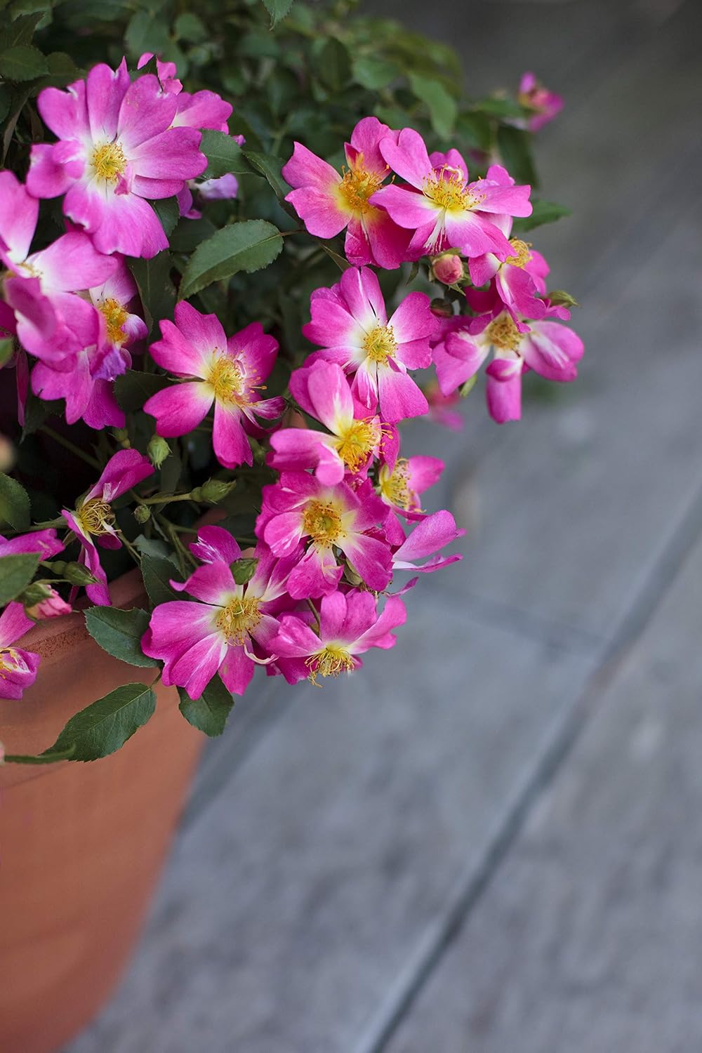 Drift Roses - Rosa Peach Drift (Rose) Rose, double peach flowers, #2 - Size Container