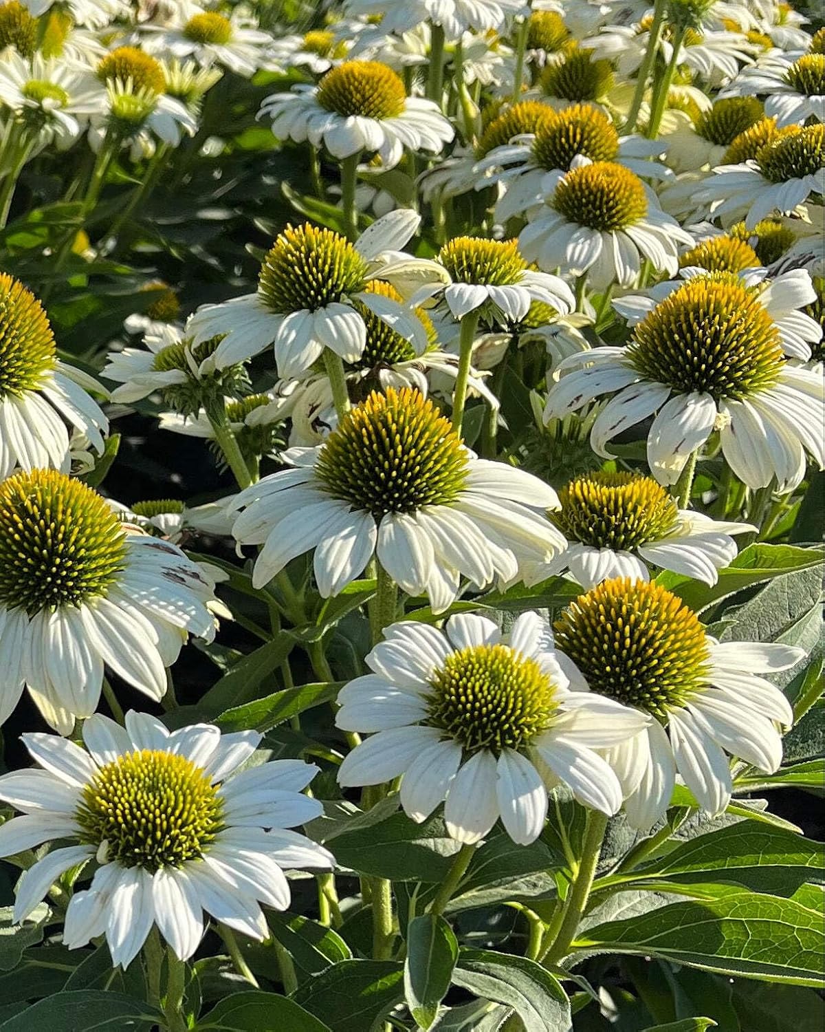 Echinacea purpurea ‘Cheyenne Spirit’ (Coneflower) Live Perennial, Size-#1 Container, Mixed Color Summer Flowers, USDA Zones 4-8