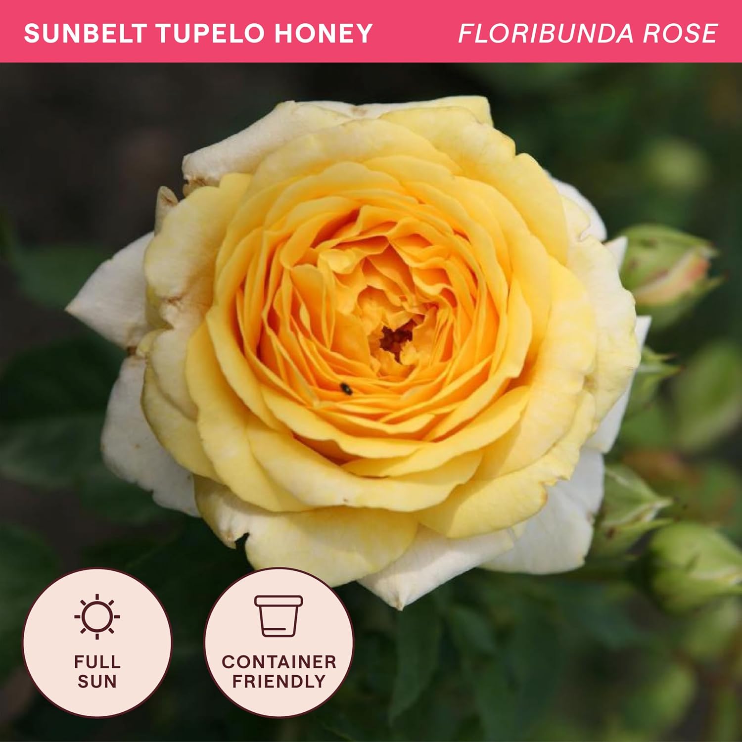 Heirloom Floribunda Roses, Live Own Root Plant, Julia Child™ | Moderately Fragrant, Hardiness Zones: 6-10, Continual Blooming,For Outdoor Gardens, Planters, and Pots