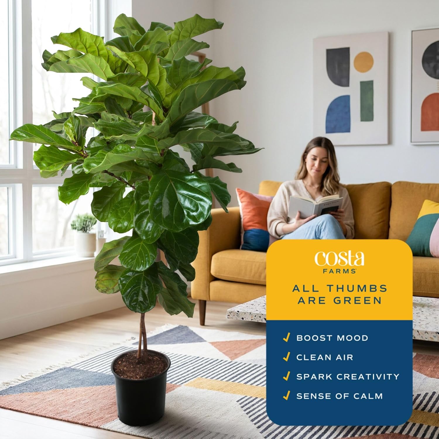 Costa Farms Fiddle Leaf Fig, Live Indoor Plant, Floor Plant