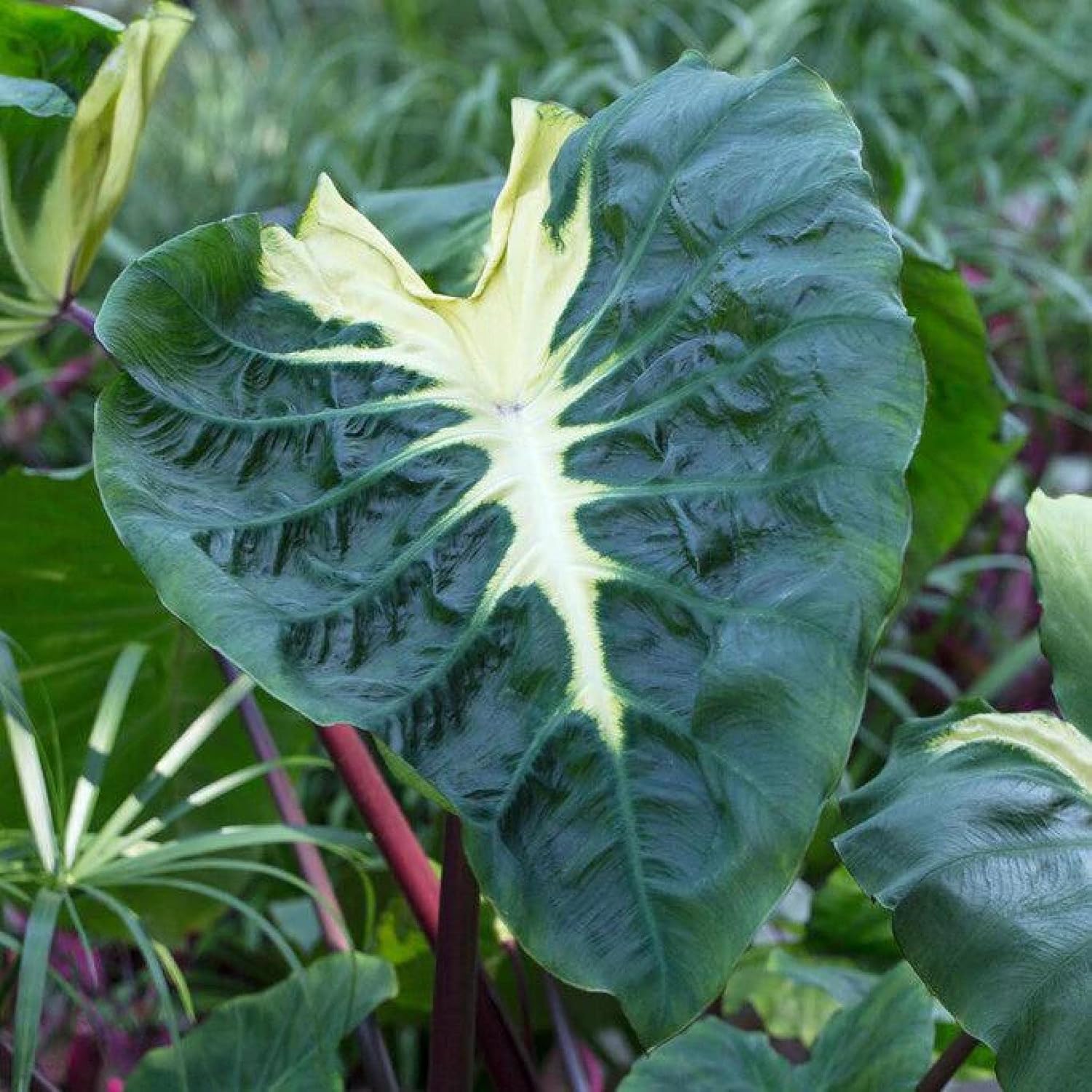 ‘Black Magic’ Taro, a Great Live Pond Plant for Your Water Garden. Filters The koi and Goldfish Pond. Good for Bogs