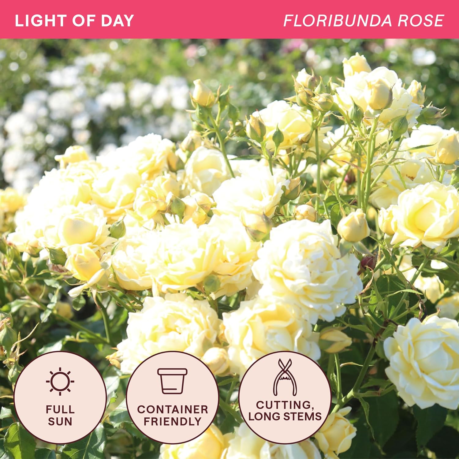 Heirloom Floribunda Roses, Live Own Root Plant, Julia Child™ | Moderately Fragrant, Hardiness Zones: 6-10, Continual Blooming,For Outdoor Gardens, Planters, and Pots