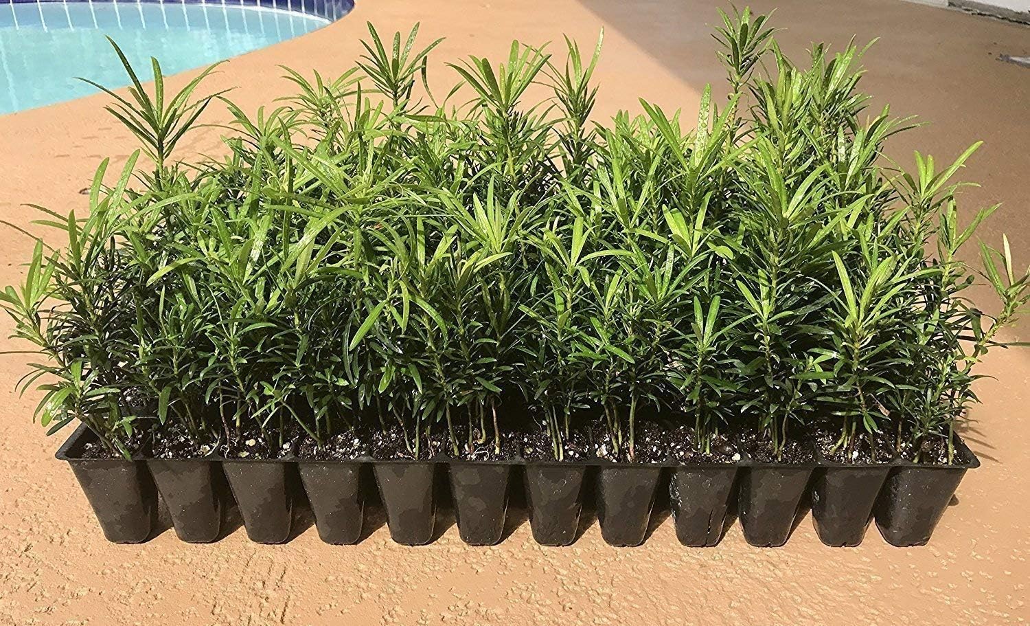 Podocarpus Japanese Yew | 10 Live Plants | Podocarpus Macrophyllus | Evergreen Shrub, Low Maintenance, Drought Tolerant, Privacy Screen Landscaping, Fast Growing, Ornamental Foliage