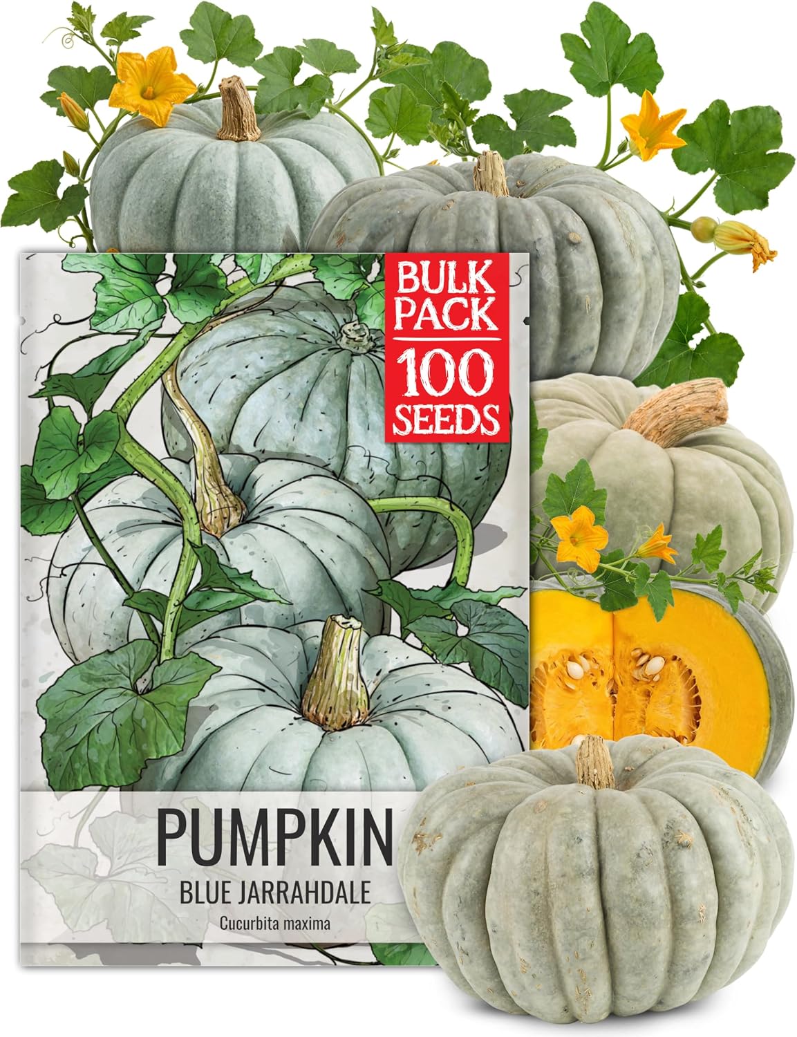 Seed Needs Pumpkin Seeds to Plant 100 Seeds Spooky Mix Non GMO Bulk Pack
