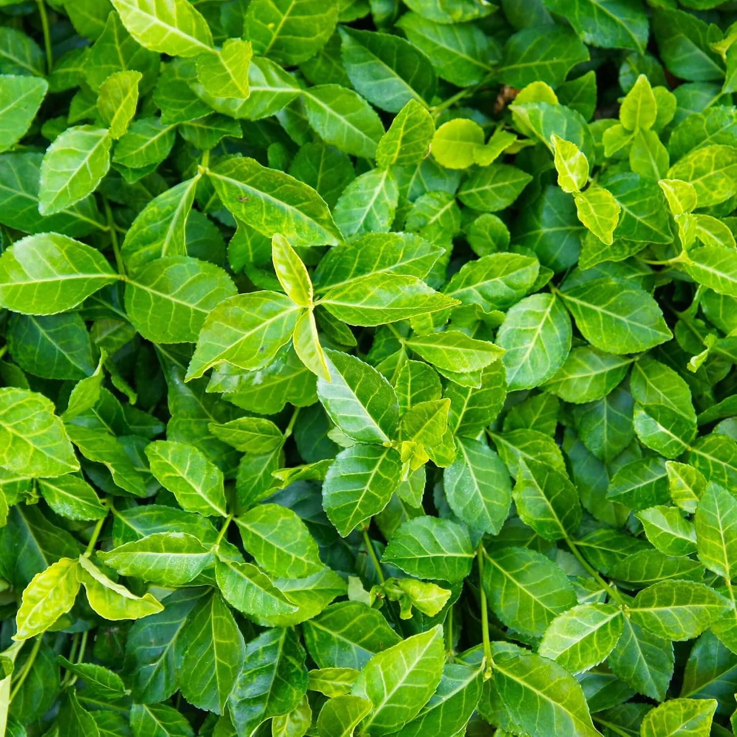 Live Ground-Cover Plants - Pachysandra Terminalis + Japanese Spurge - [Qty: 25 Bare Roots] - (Click for Other Available Plants/Quantities)