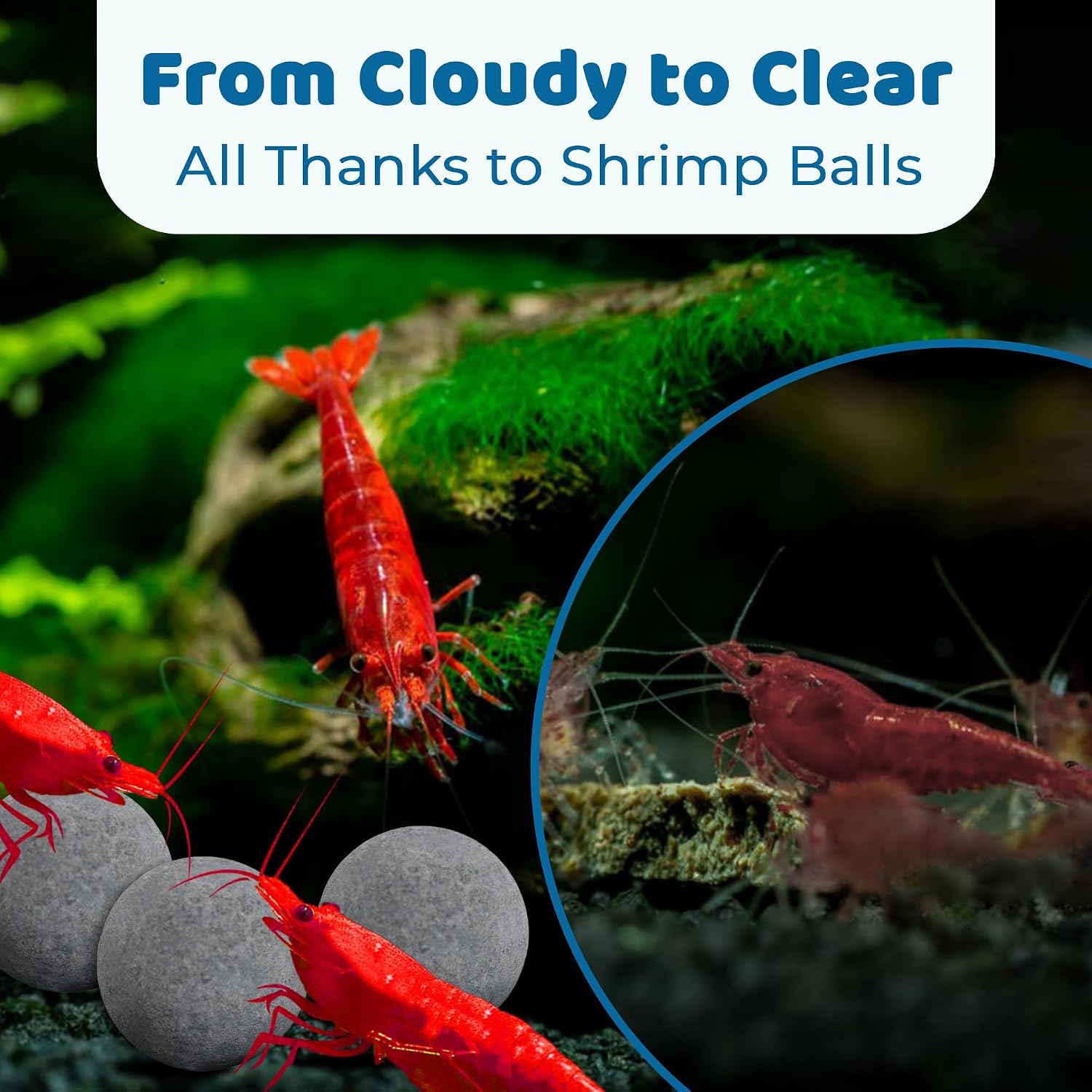 SunGrow Shrimp Balls, Aquarium Water Conditioner Balls, Successful Shedding, Increase Survival Rate, Impart Vibrance, Cool Décor with Wellness Benefits