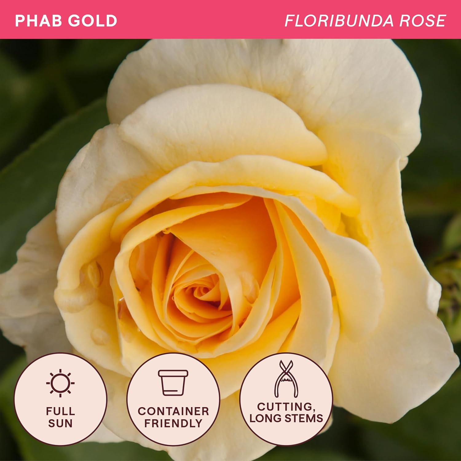 Heirloom Floribunda Roses, Live Own Root Plant, Julia Child™ | Moderately Fragrant, Hardiness Zones: 6-10, Continual Blooming,For Outdoor Gardens, Planters, and Pots