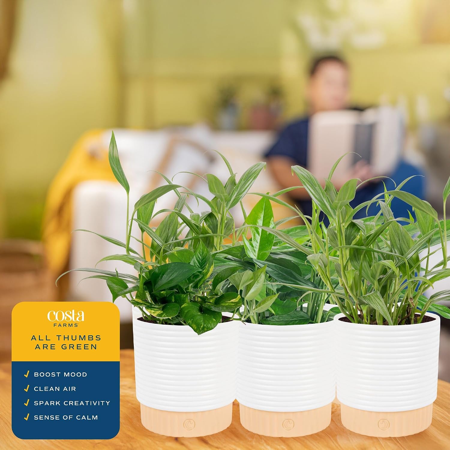 Costa Farms Golden Pothos, Live Indoor Plant, Trailing Vine, Air Purifying | Fast-growing trailing vine, one of the easiest to grow. Great indoor houseplant. Ideal housewarming or birthday gift.
