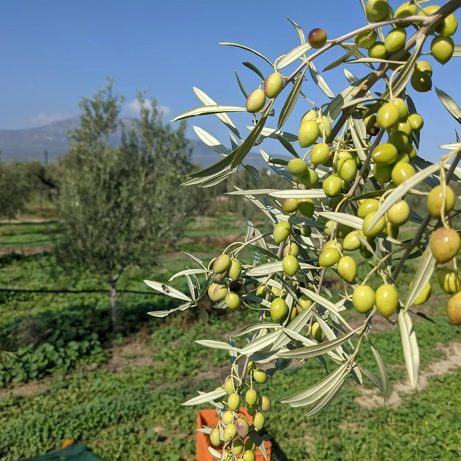 VILLAGE BATCH - AWARD WINNERS - KORONEIKI OLIVE OIL Greek Olive Oil ORGANIC COLD PRESSED OLIVE OIL Extra Virgin Olive Oil High In Polyphenols