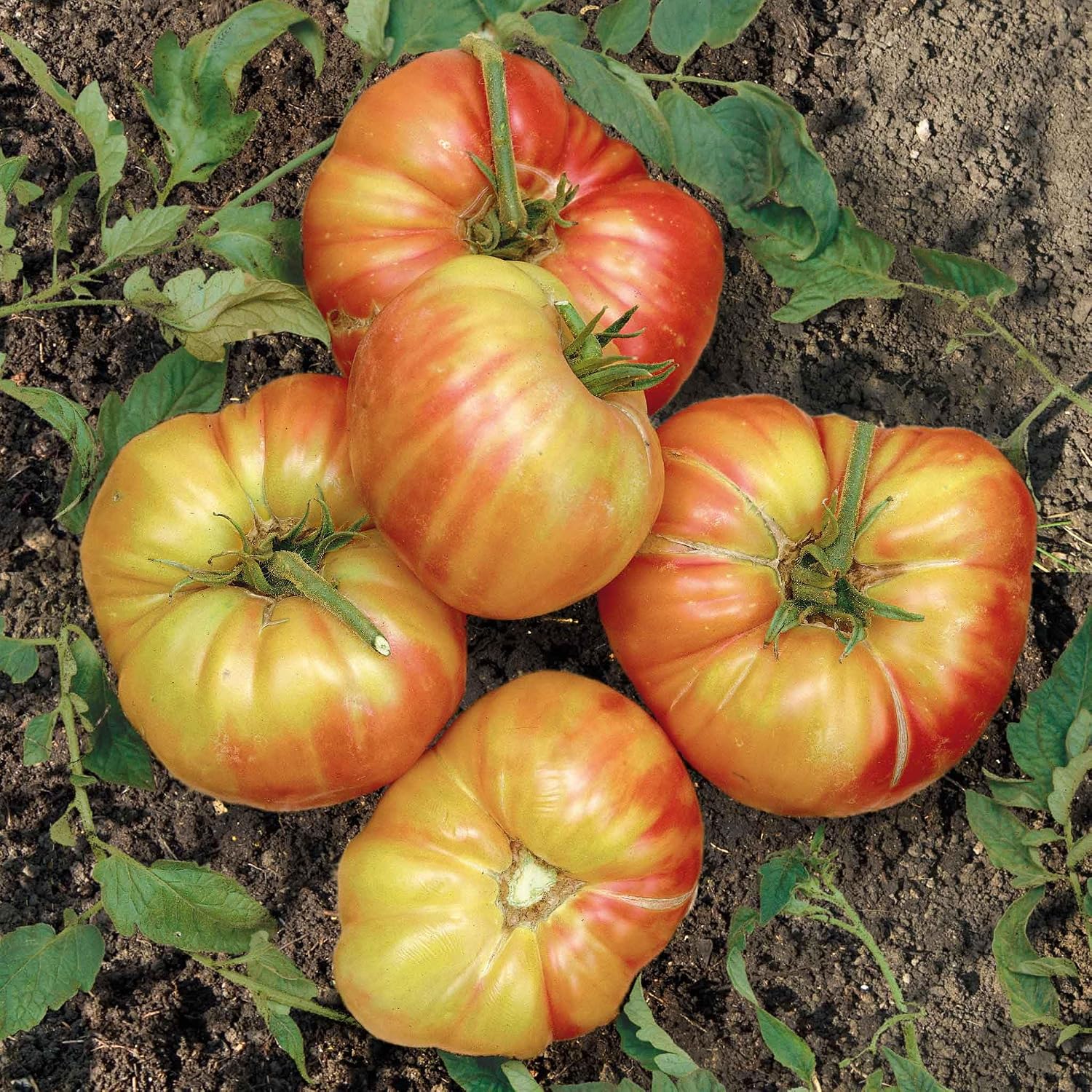 Eden Brothers Tomato Seeds - Persimmon Non-GMO Seeds for Planting, 1 oz | Low-Maintenance Vegetable Seeds, Plant During Warm Season, Zones 10, 3, 4, 5, 6, 7, 8, 9