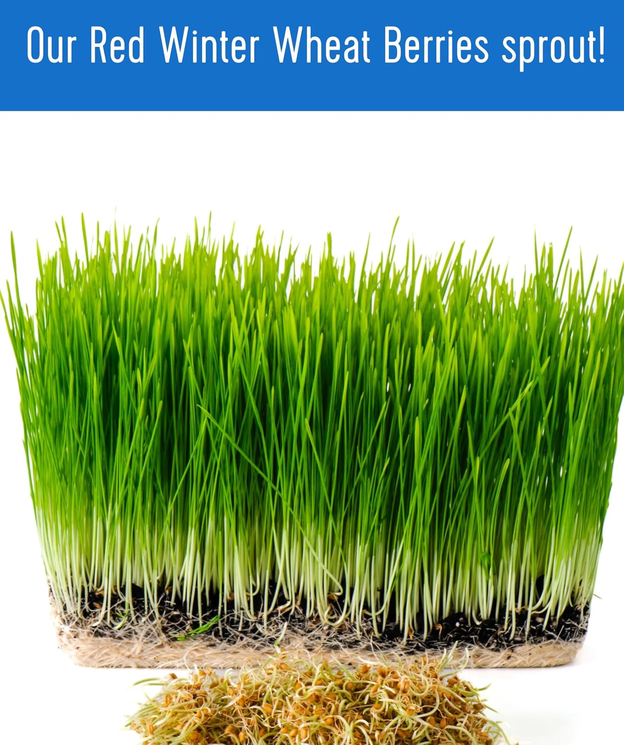 Palouse Brand Certified Glyphosate Residue Free Hard Red Winter Wheat Berries | 5 LBS | Family Farmed in Washington State | Non-GMO Project Verified | Certified Kosher Parve