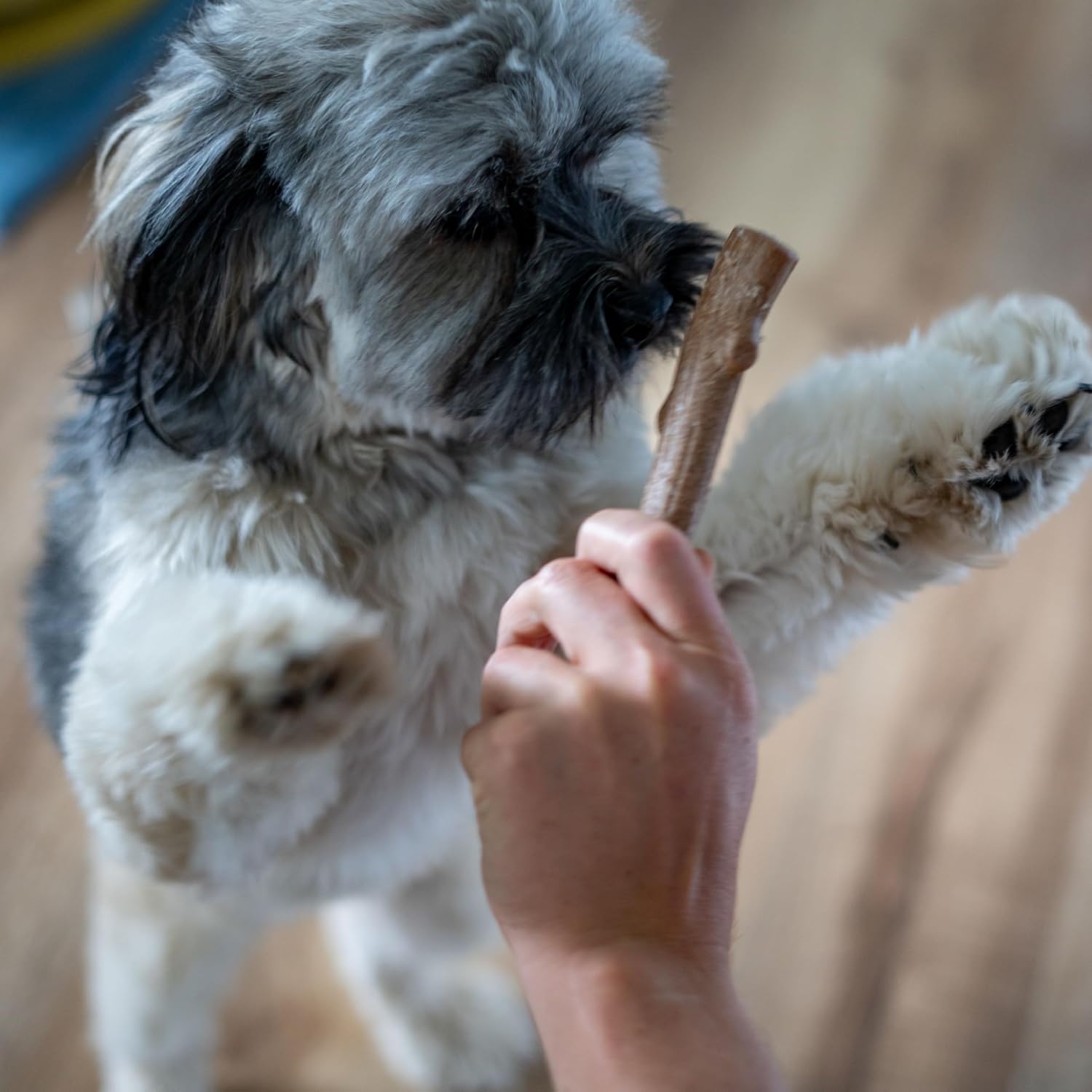 Pupstages Super Dogwood Stick Dog Chew Toy, Made in USA, X-Small, 6"