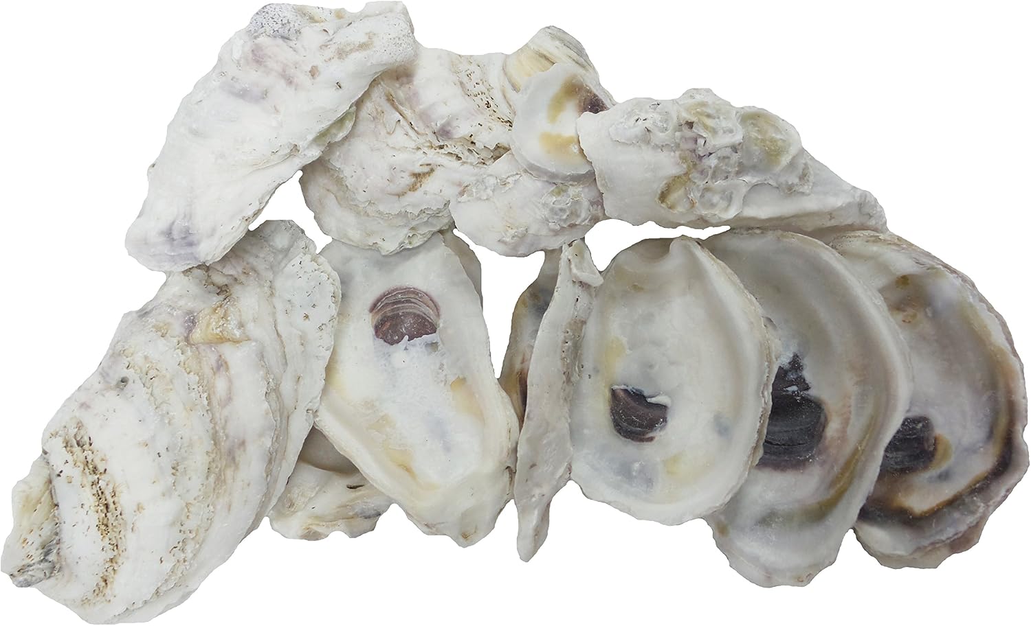 U.S. Shell Oyster Shells, 3.75"-5"