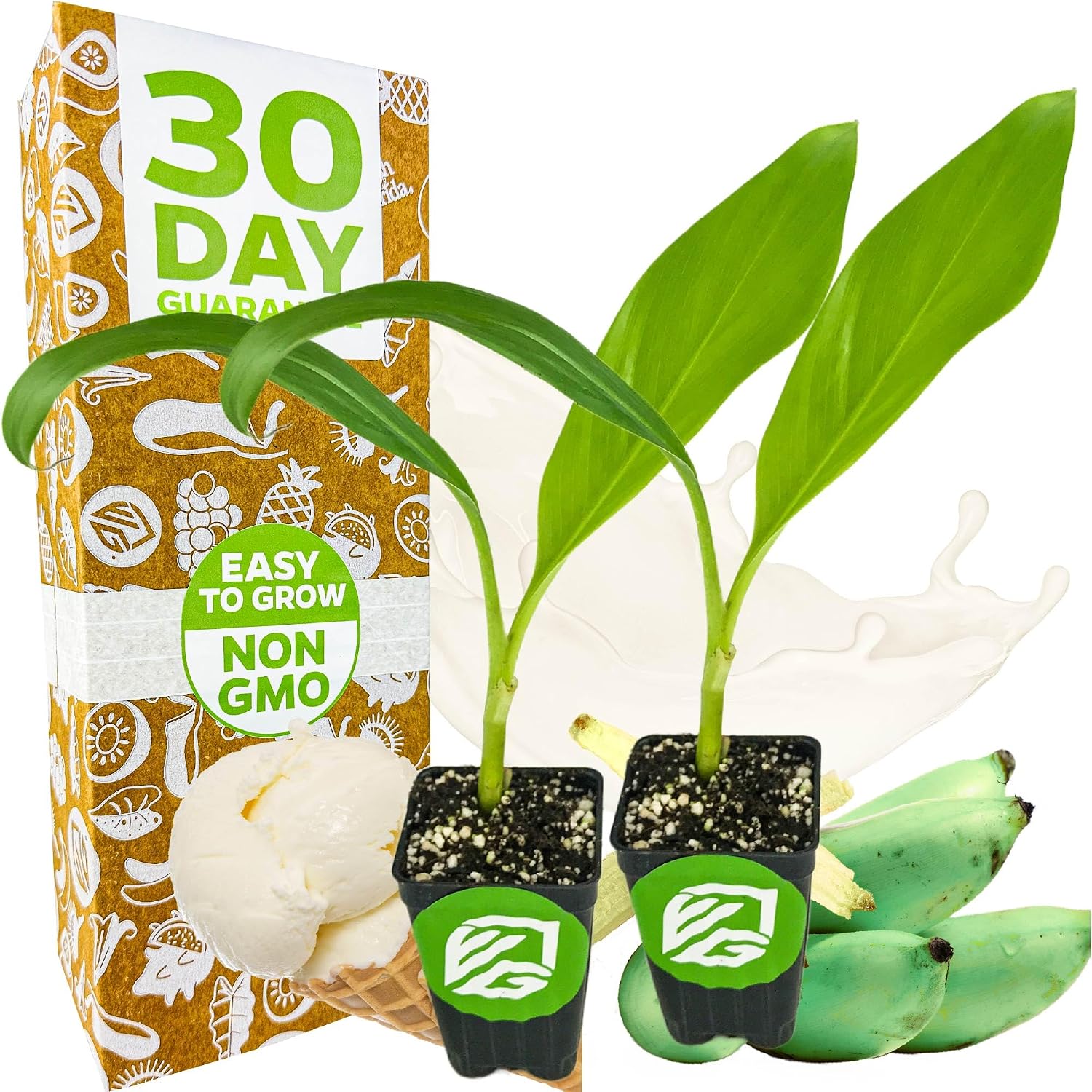Ice Cream Banana Tree (1-Pack) Live Plants by Wellspring Gardens | Easy to Grow Plants for Nature Lovers & Gardeners- Outdoor Planting in Patio | Musa acuminata