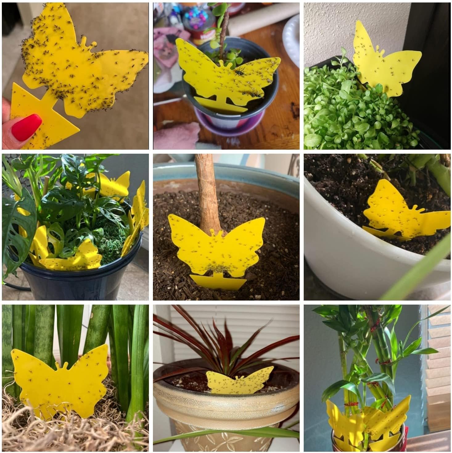 40 Pack Fungus Gnat Traps, Yellow Sticky Fruit Fly Traps for Indoor Plants