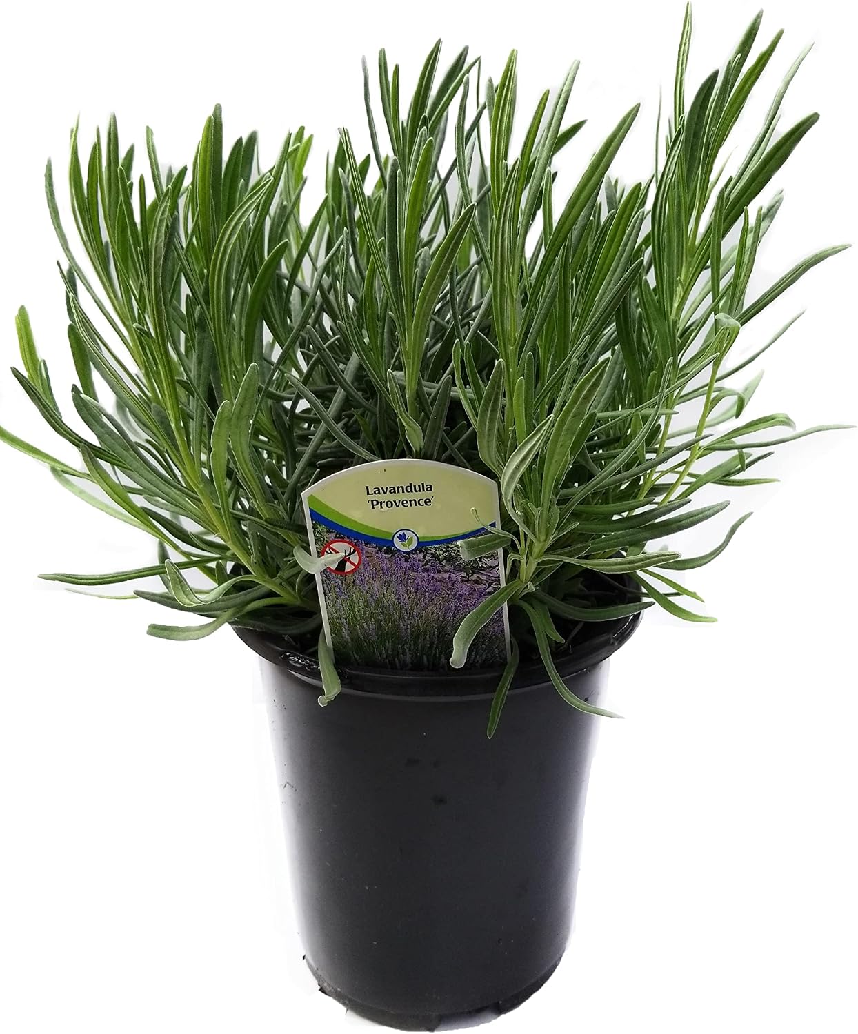 L+ Provence Lavender — 1 Live Plant in 2.5QTs — Blue-Purple Flowers — Fragrant, Bee-Friendly, Drought & Deer Resistant Perennial — Zones 5–9