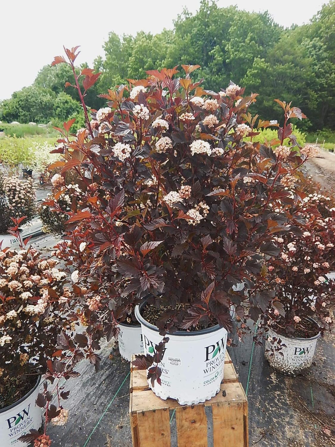 Proven Winners - Physocarpus op. Summer Wine (Ninebark) Shrub, red foliage, #2 - Size Container